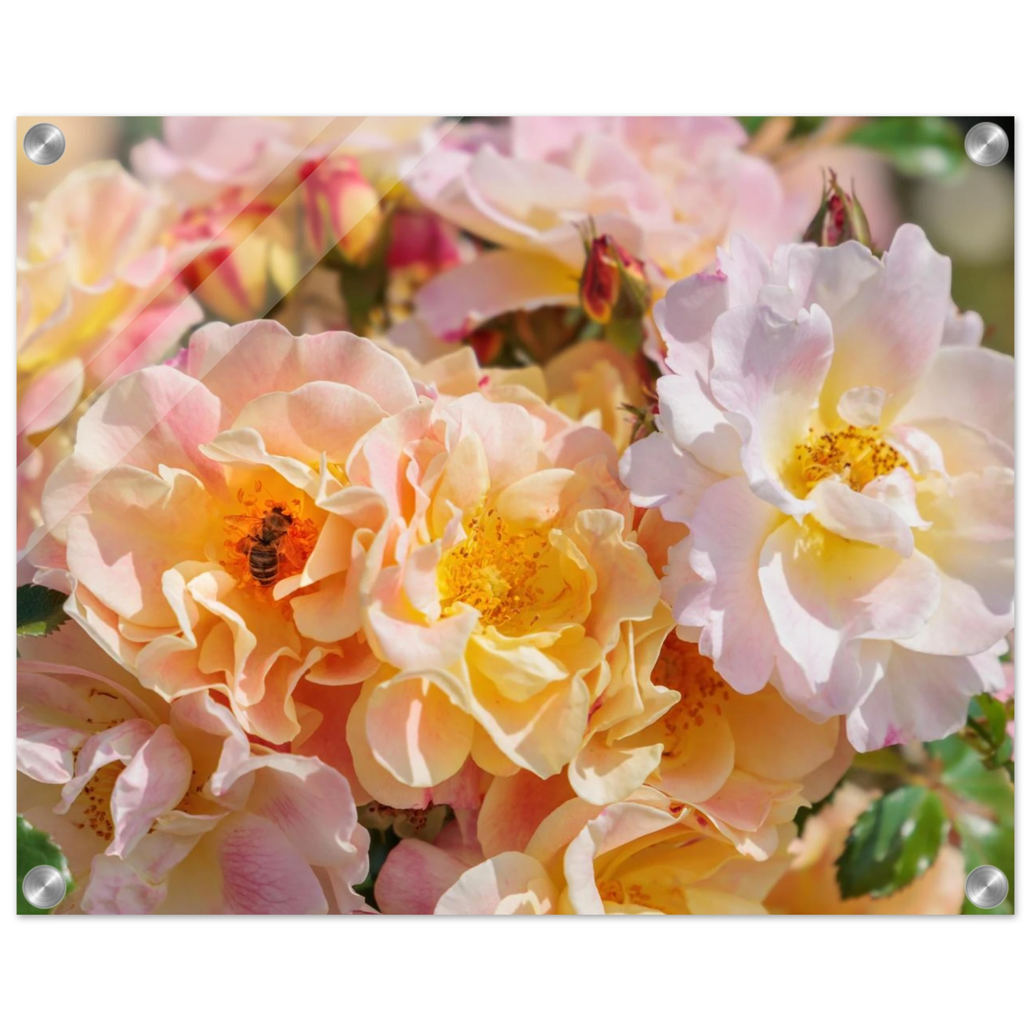 Wandbild bluehende gartenrosen eine honigbienen ode in pastell perfektion in vielen groessen verfuegbar