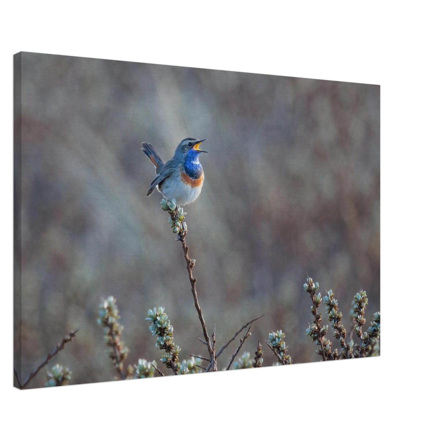 Wandbild blaukohlkehlchen im gesang naturkunst in lebendigen farben in ihrer wunschgroesse