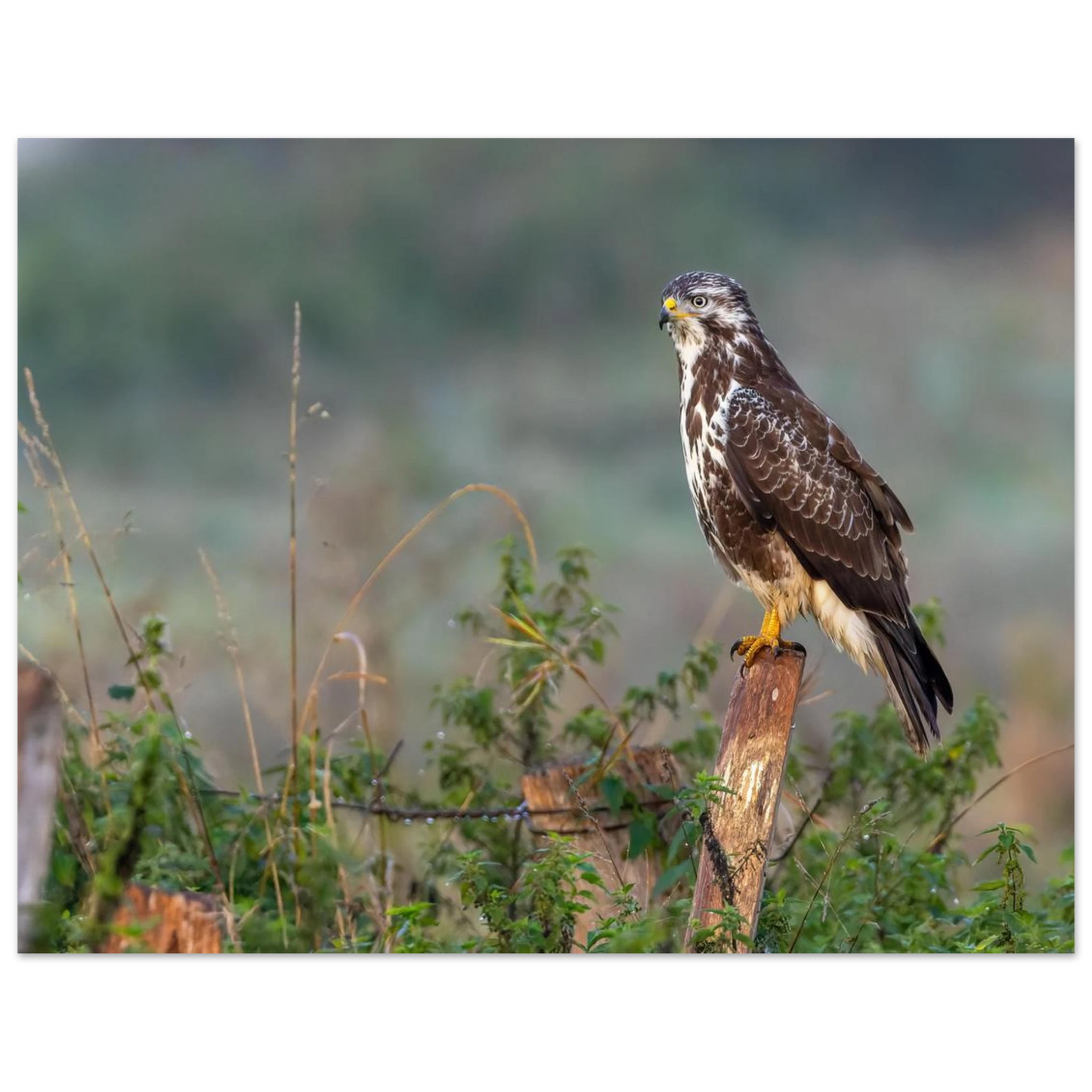 Wandbild majestaetischer bussard einblick in die wildnis auf hochglanz leinwand