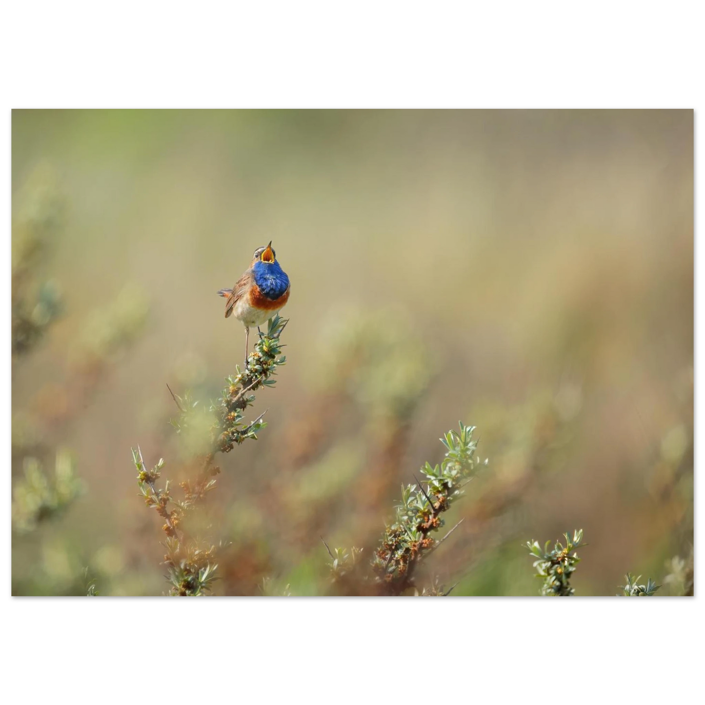 Wandbild lebendige nachtigall ein meisterwerk der naturfotografie fuer ihr zuhause