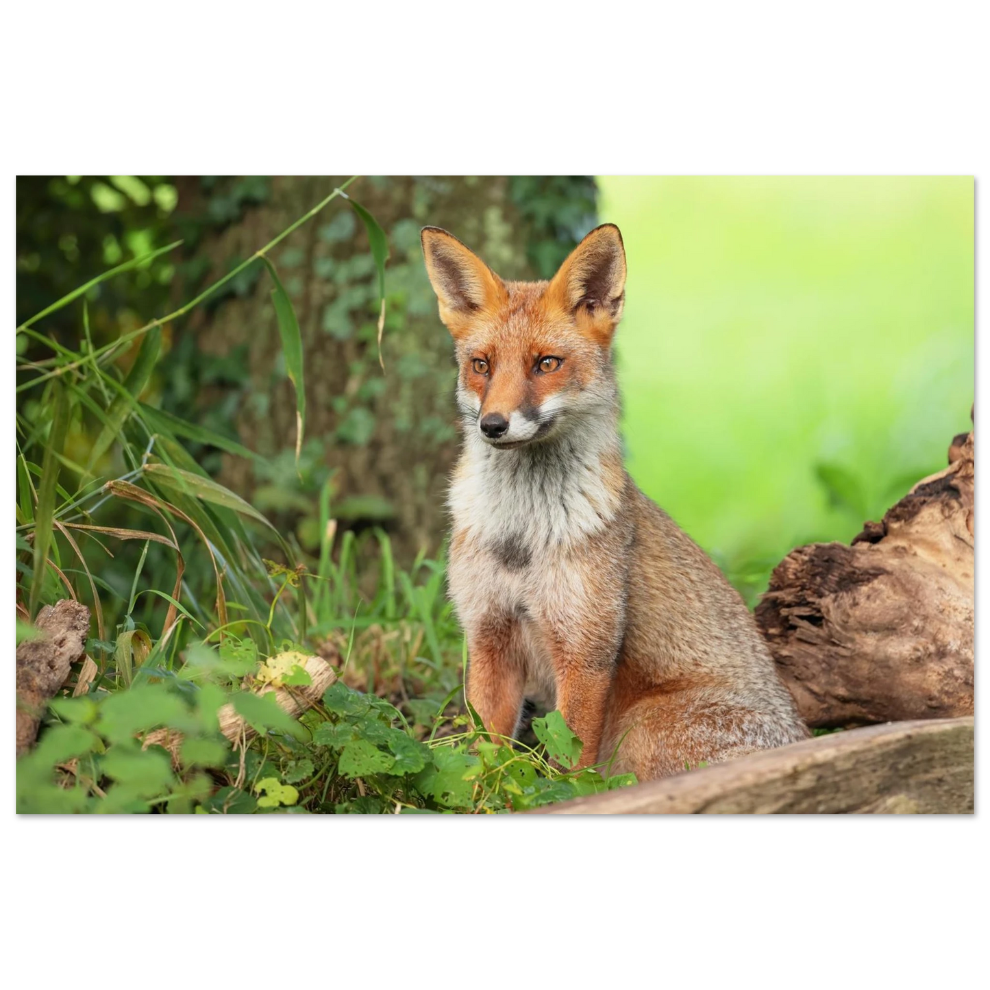 Wandbild majestaetischer rotfuchs ein augenblick der ruhe in der natur erhaeltlich in zahlreichen groessen