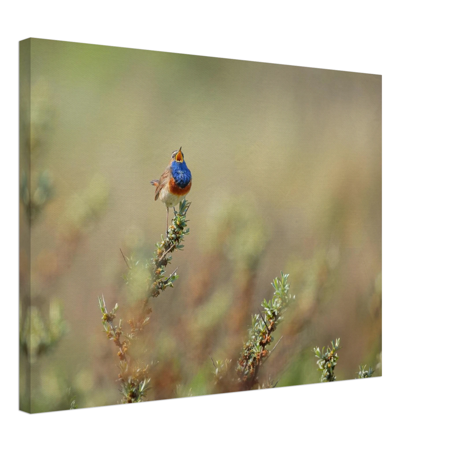 Wandbild lebendige nachtigall ein meisterwerk der naturfotografie fuer ihr zuhause