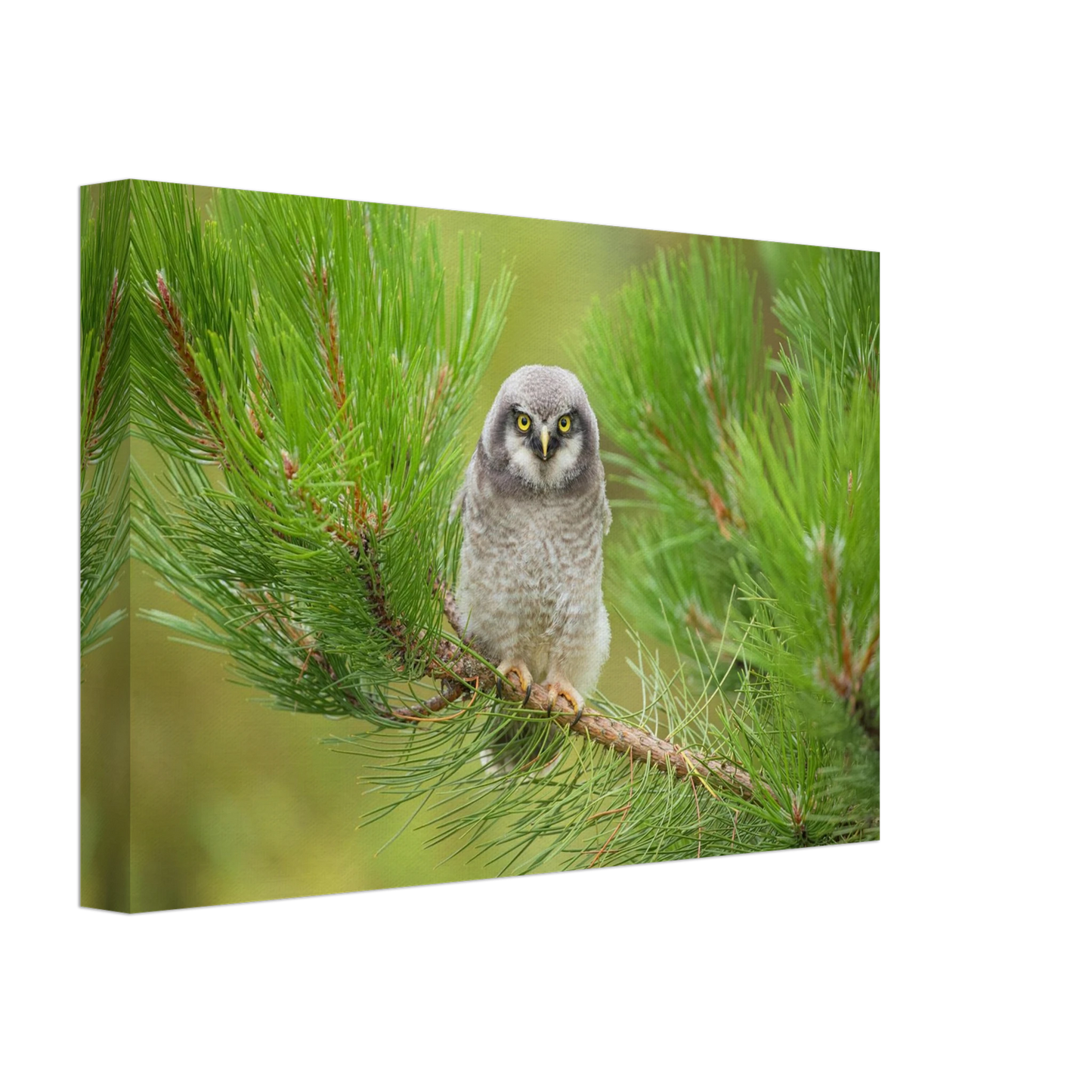 Wandbild bezaubernde eule auf kiefernzweig ruhiges naturmotiv fuer ihr zuhause