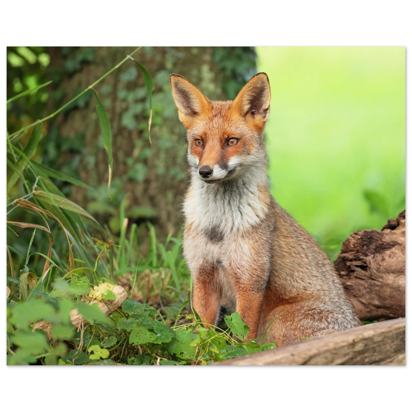 Wandbild majestaetischer rotfuchs ein augenblick der ruhe in der natur erhaeltlich in zahlreichen groessen