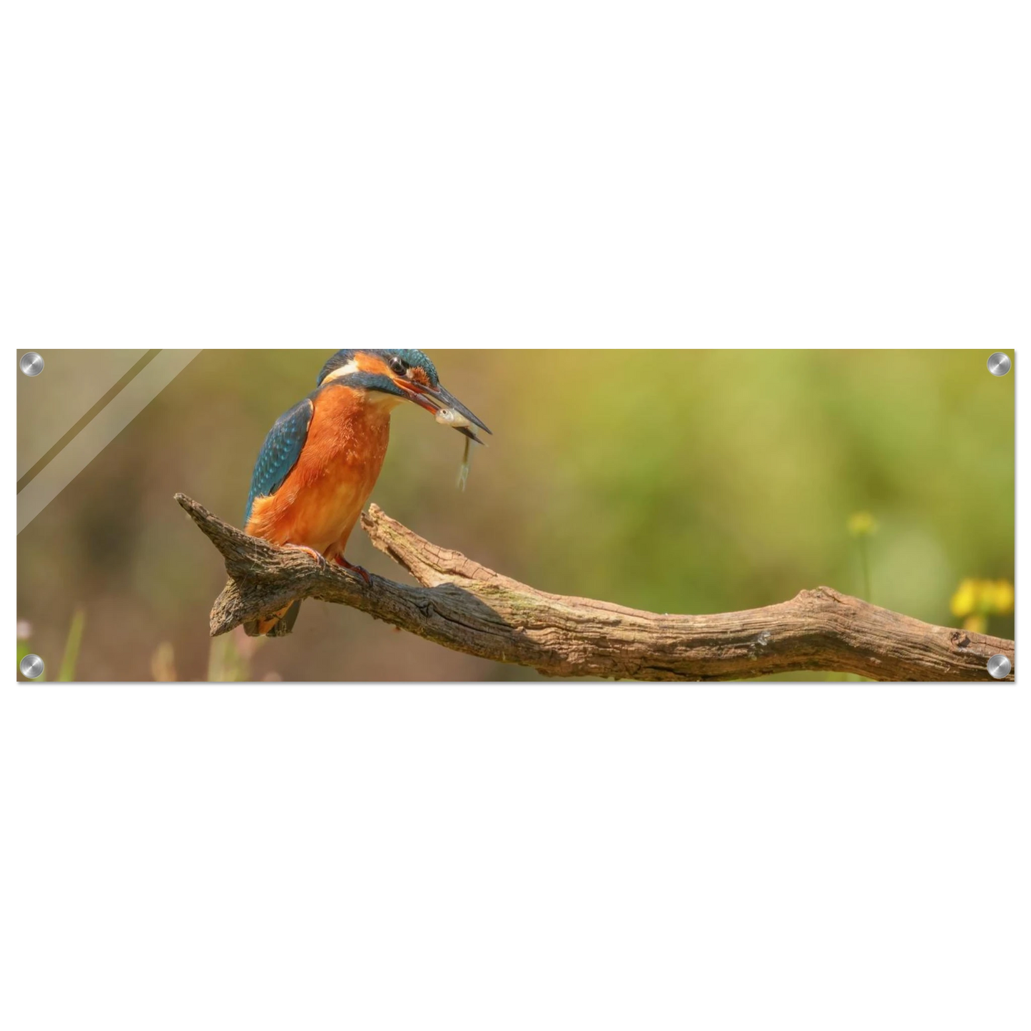Wandbild eisvogel farbpracht leuchtende naturkunst fuer ihr zuhause in vielen groessen