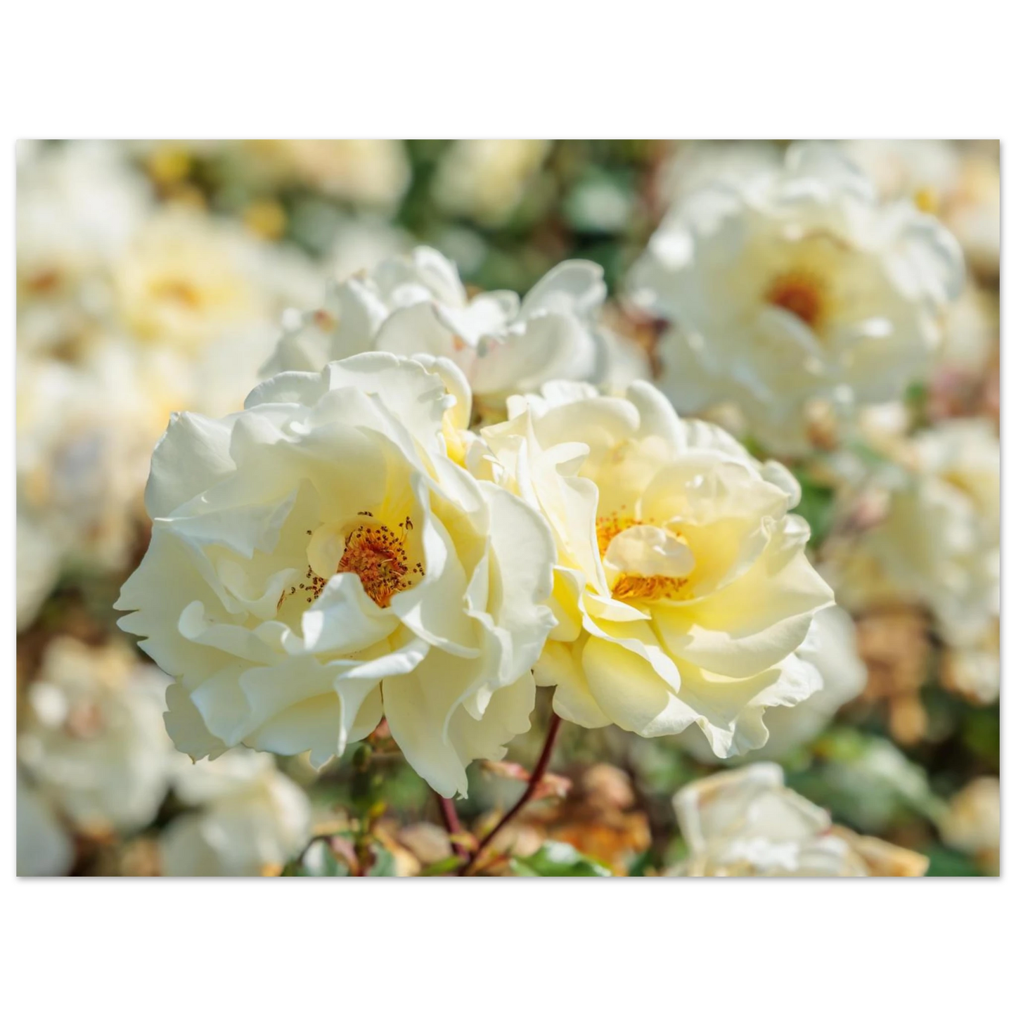Wandbild creme weisse rosen zeitlose blumen eleganz fuer ihre wand in vielen groessen verfuegbar