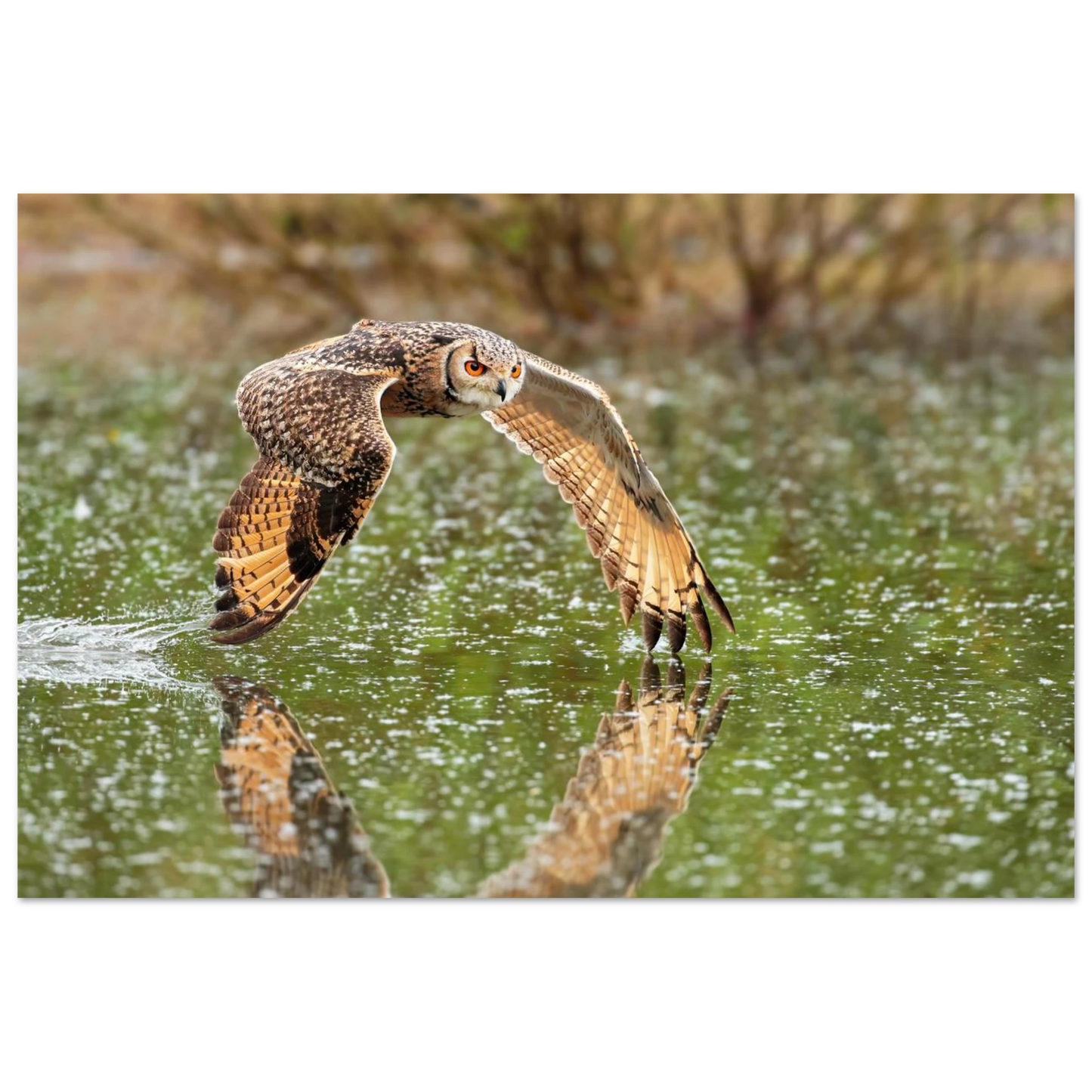Wandbild majestaetische eule im flug naturfotografie mit lebendigen orangetoenen in ihrer wunschgroesse