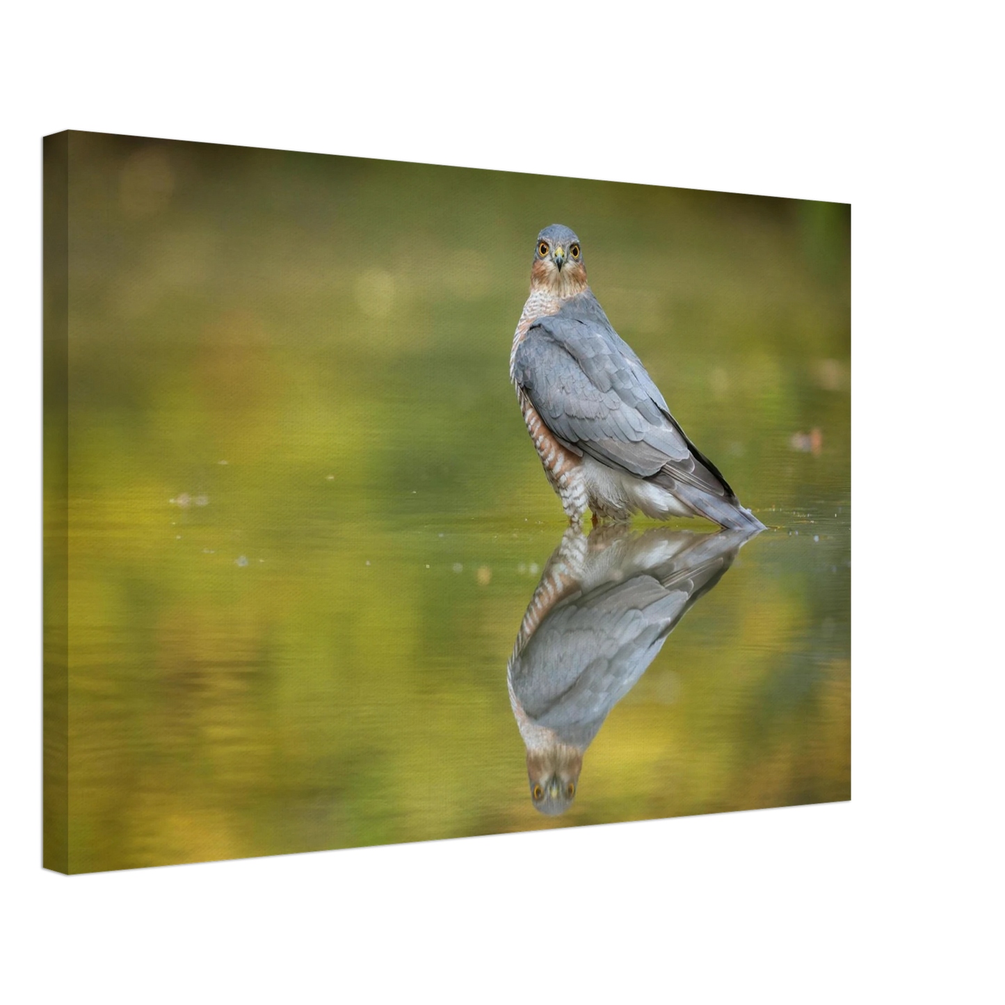 Wandbild mystischer sperber im morgengold faszinierende wildtierfotografie in ihrer wunschgroesse