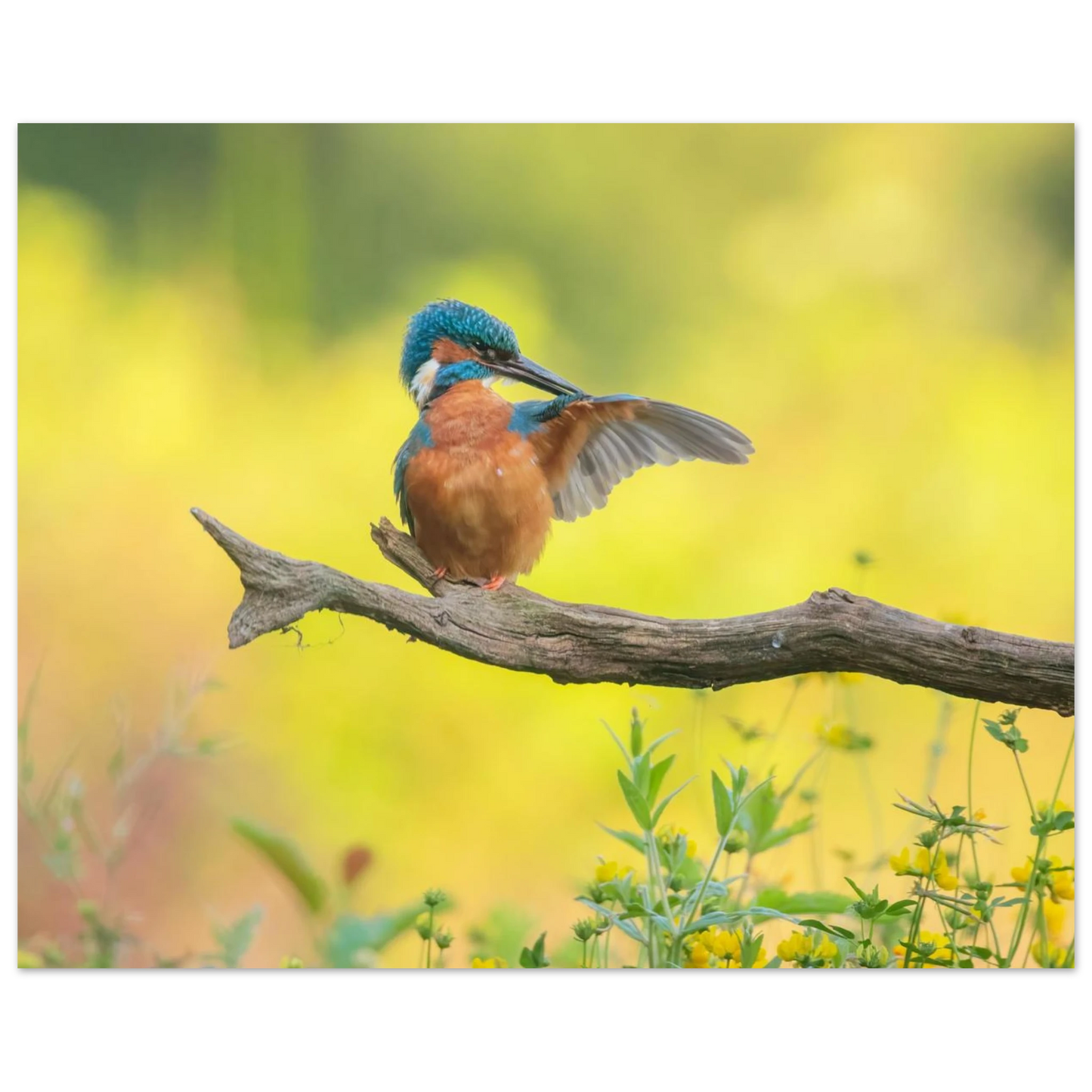 Wandbild eisvogel lebendige naturkunst fuer ihr zuhause
