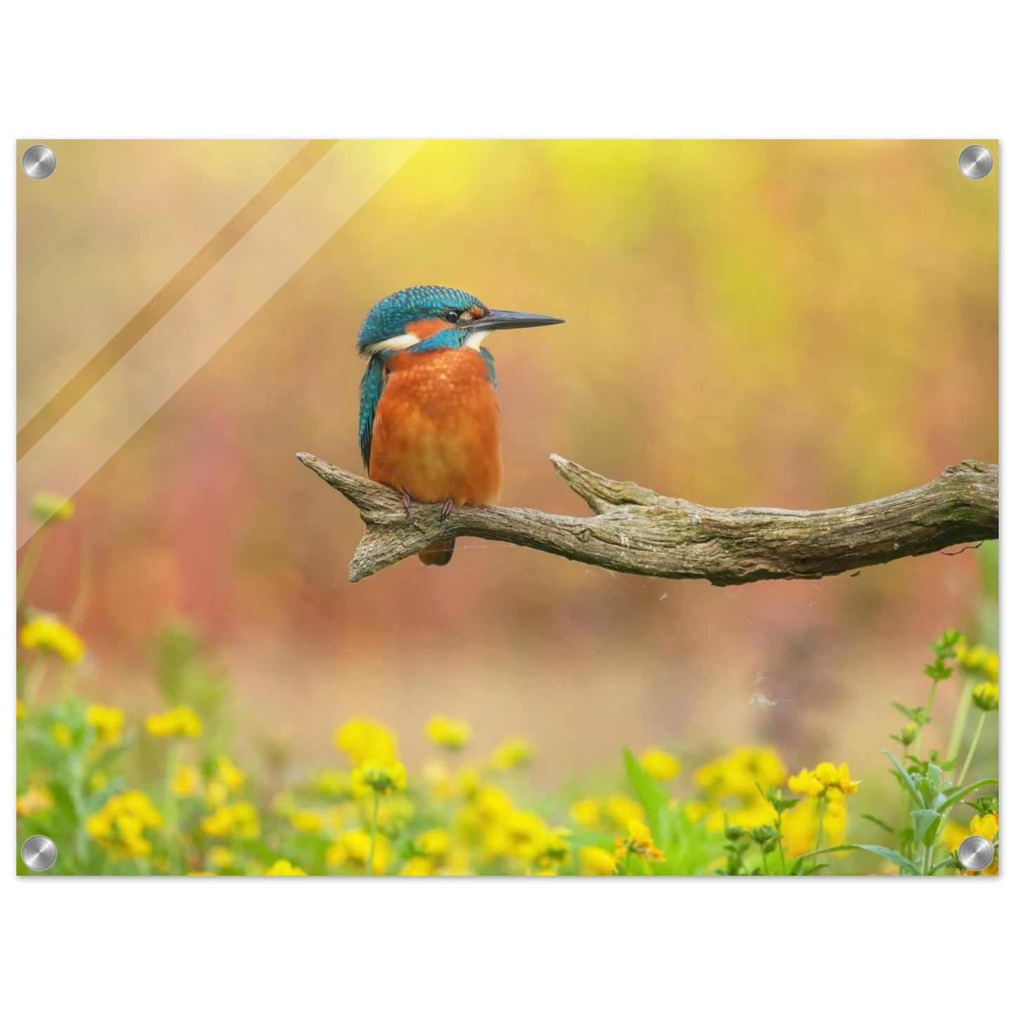 Wandbild eisvogel lebendige naturkunst fuer ihr zuhause in ihrer wunschgroesse