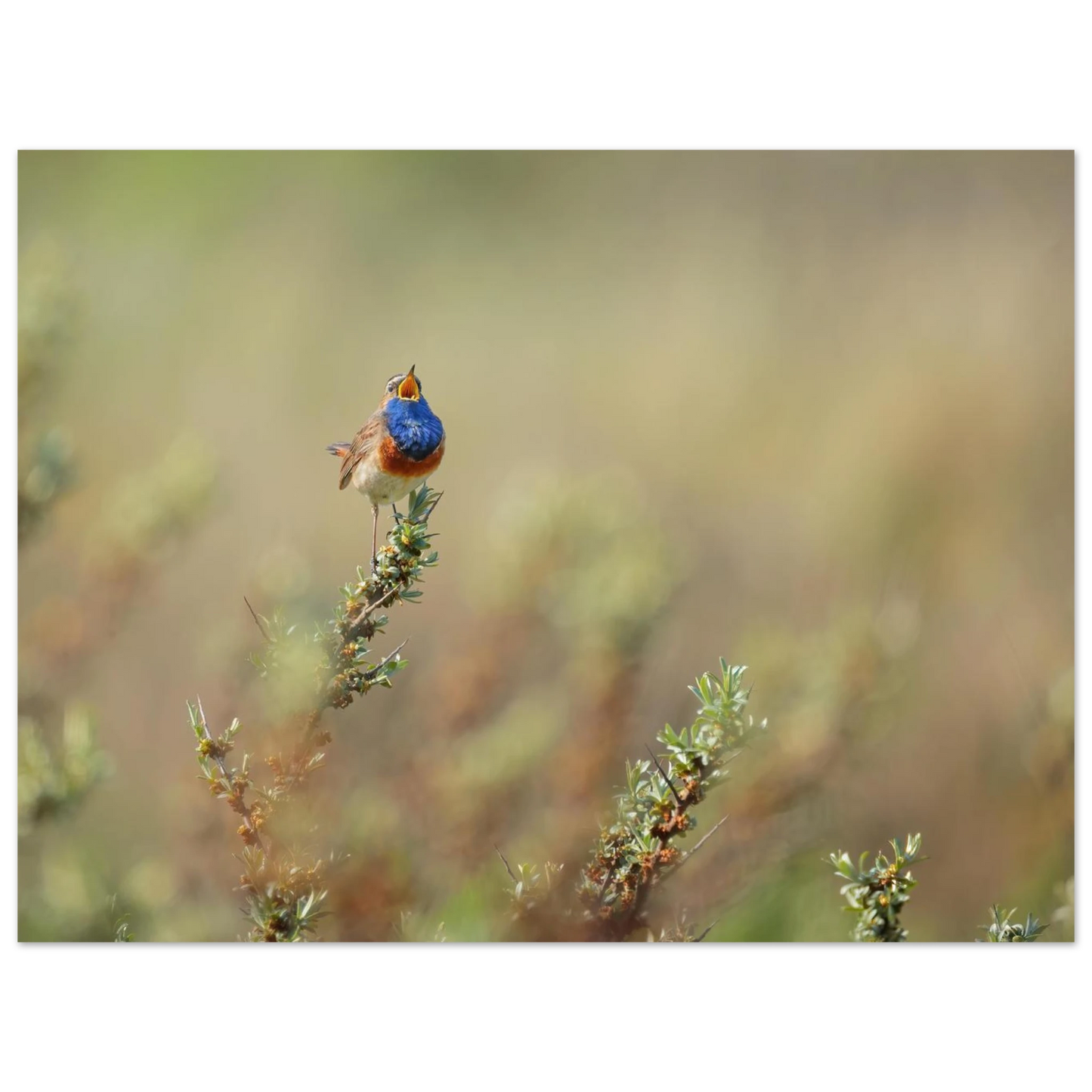 Wandbild lebendige nachtigall ein meisterwerk der naturfotografie fuer ihr zuhause
