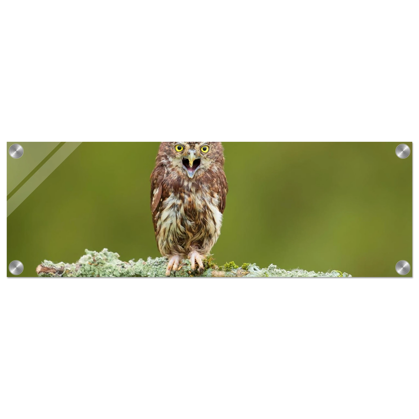 Wandbild rufer der wildnis faszinierendes eulen portraet mit leuchtenden augen fuer ihr zuhause