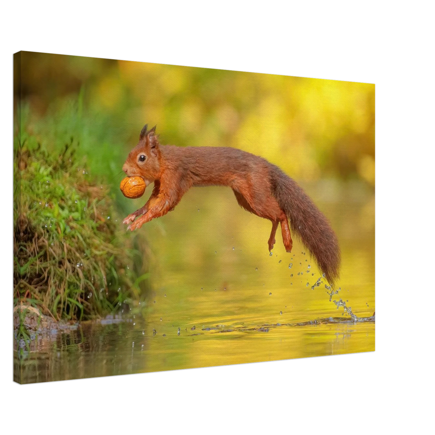 Wandbild eichhoernchen mit nuss dynamische tierkunst in leuchtenden herbstfarben