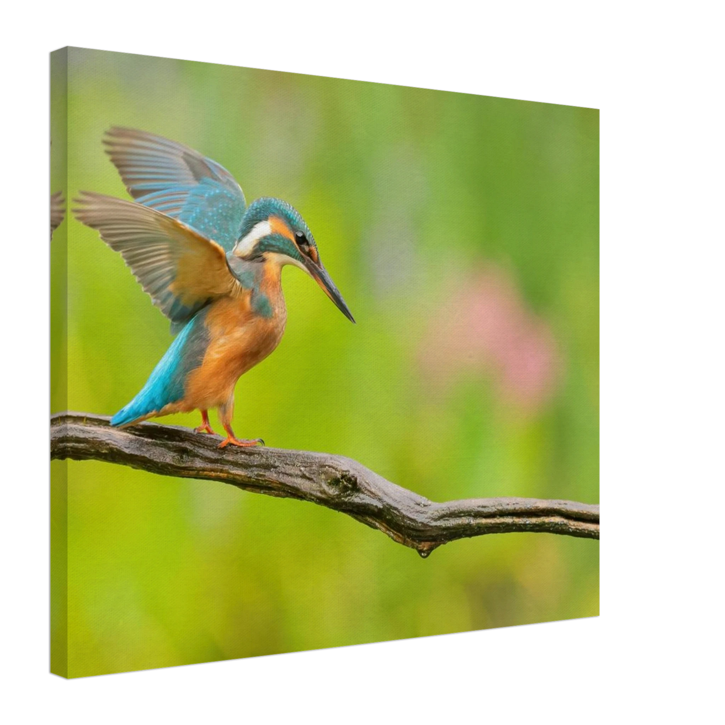 Wandbild eisvogel leuchtende federpracht auf natuerlichem ast in ihrer wunschgroesse