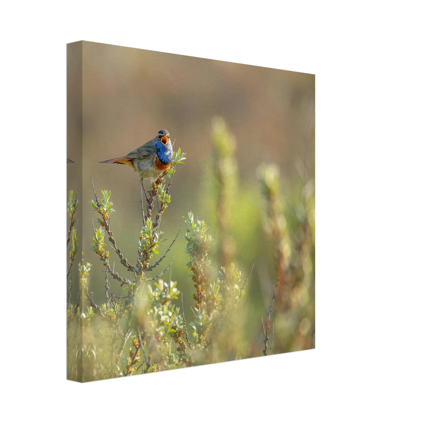 Wandbild blaukehlchen ein meisterwerk der natur auf leinwand in verschiedenen groessen erhaeltlich