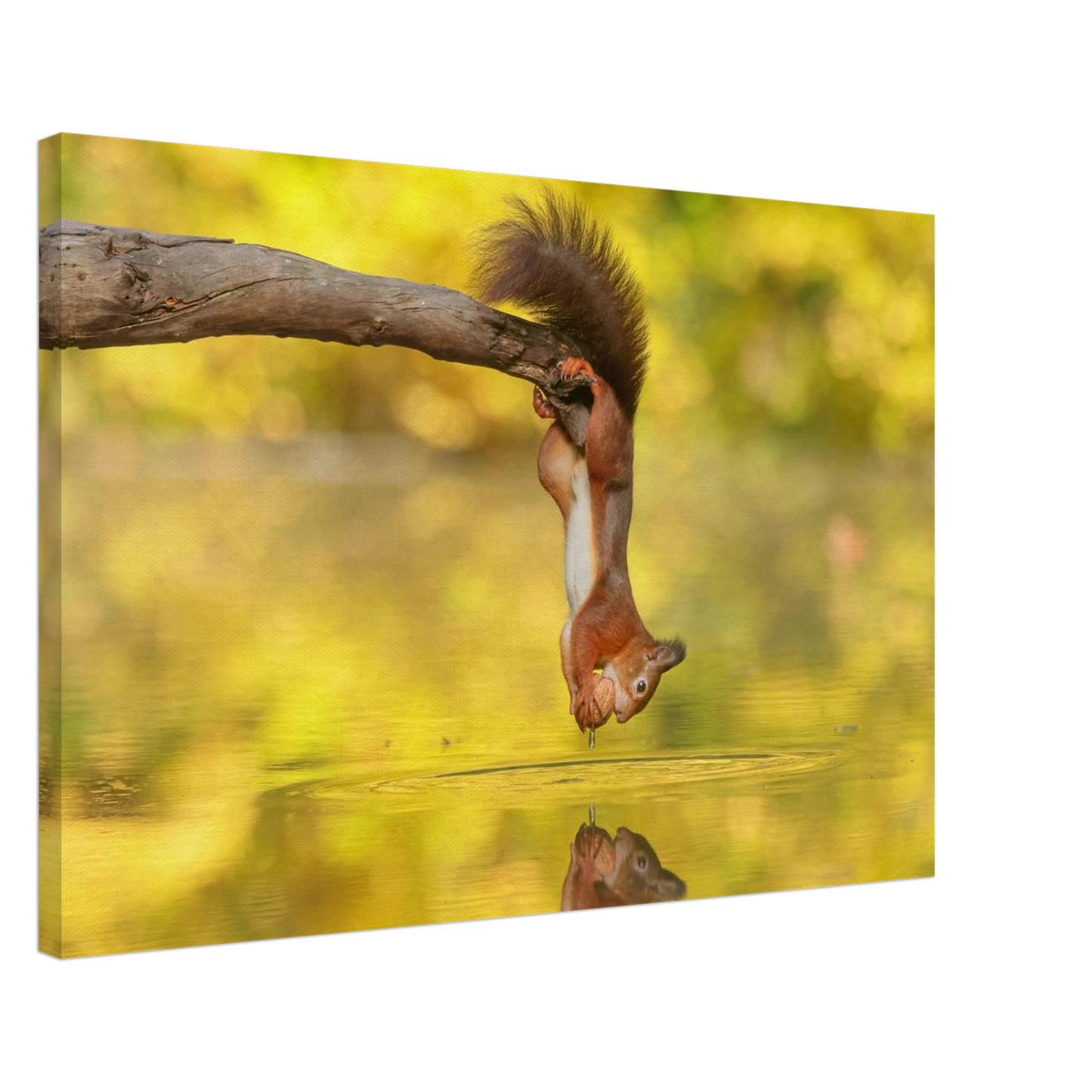 Wandbild akrobatik eichhoernchen lebendiges wildtier kunstwerk fuer ihr zuhause