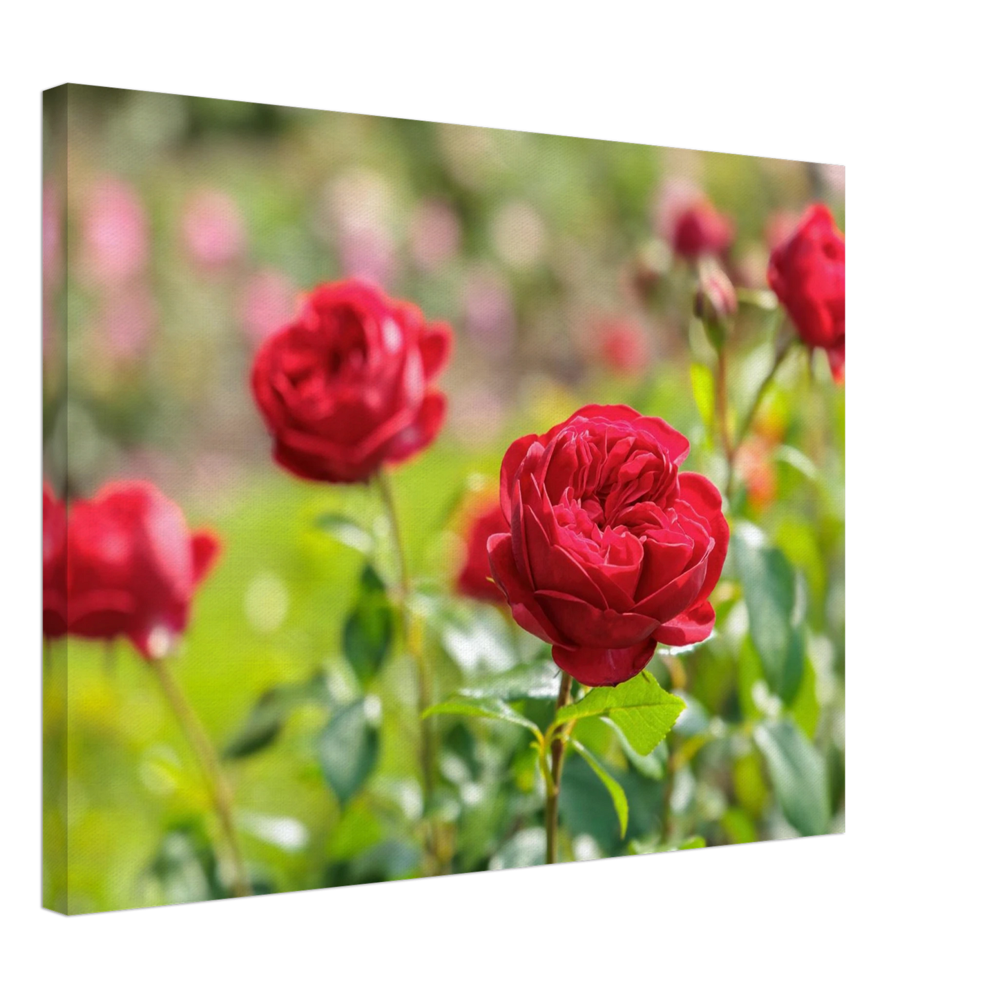 Wandbild rote rosen lebendige bluetenpracht fuer ihr zuhause in ihrer wunschgroesse