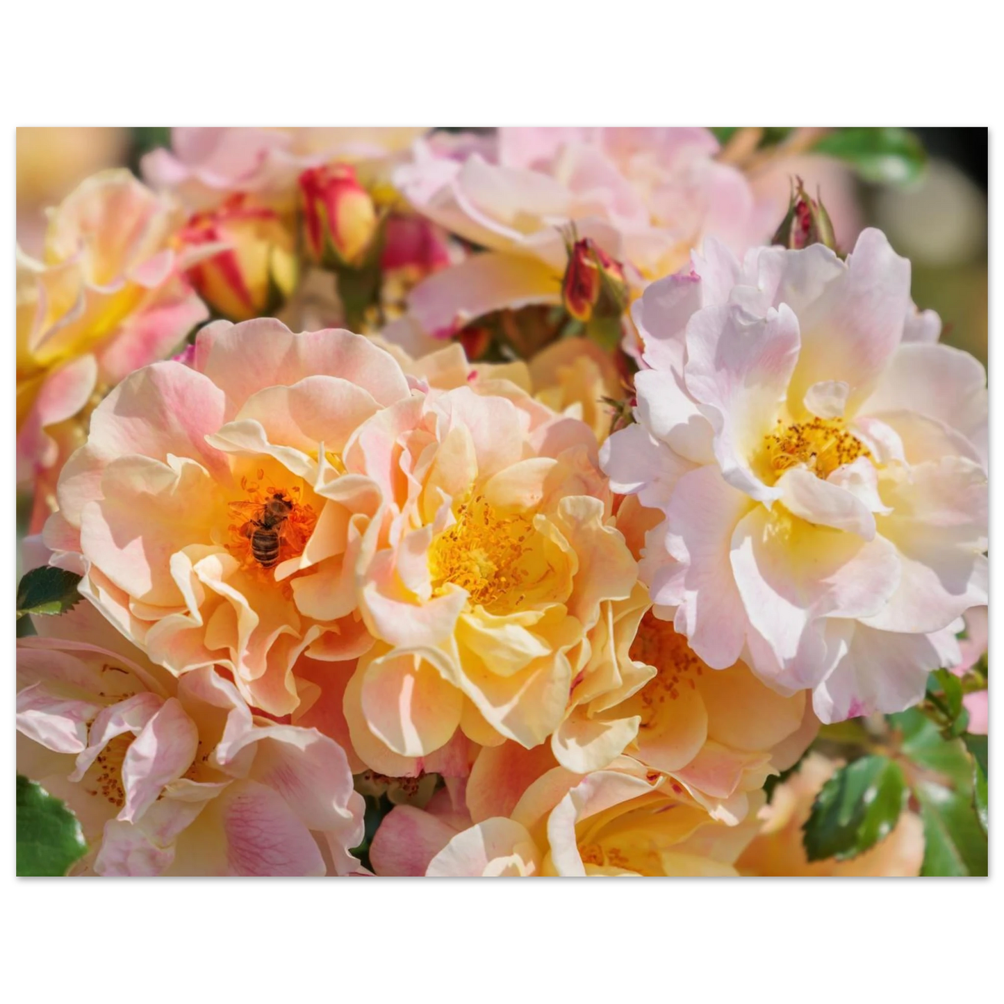Wandbild bluehende gartenrosen eine honigbienen ode in pastell perfektion in vielen groessen verfuegbar