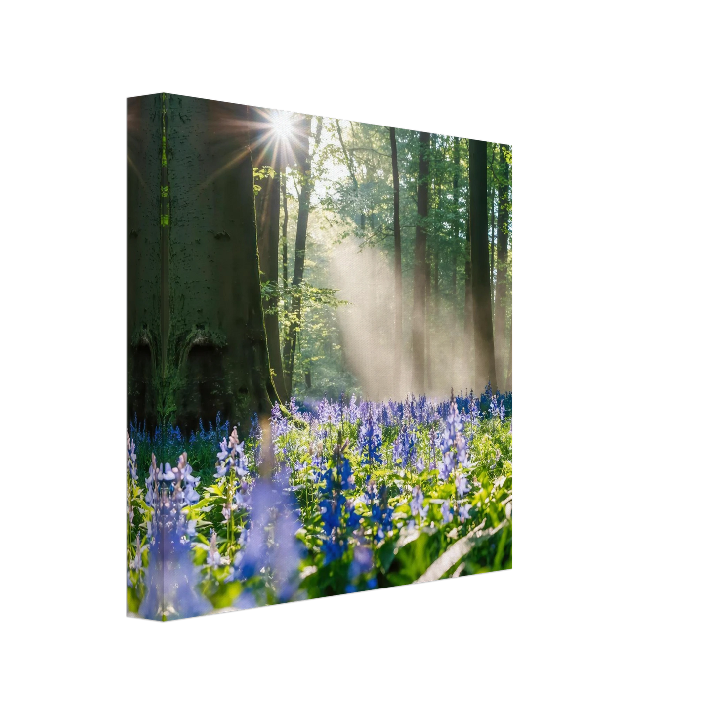 Wandbild mystische waldlichtung mit blauen glockenblumen sonnenverwoehntes naturbild in verschiedenen groessen