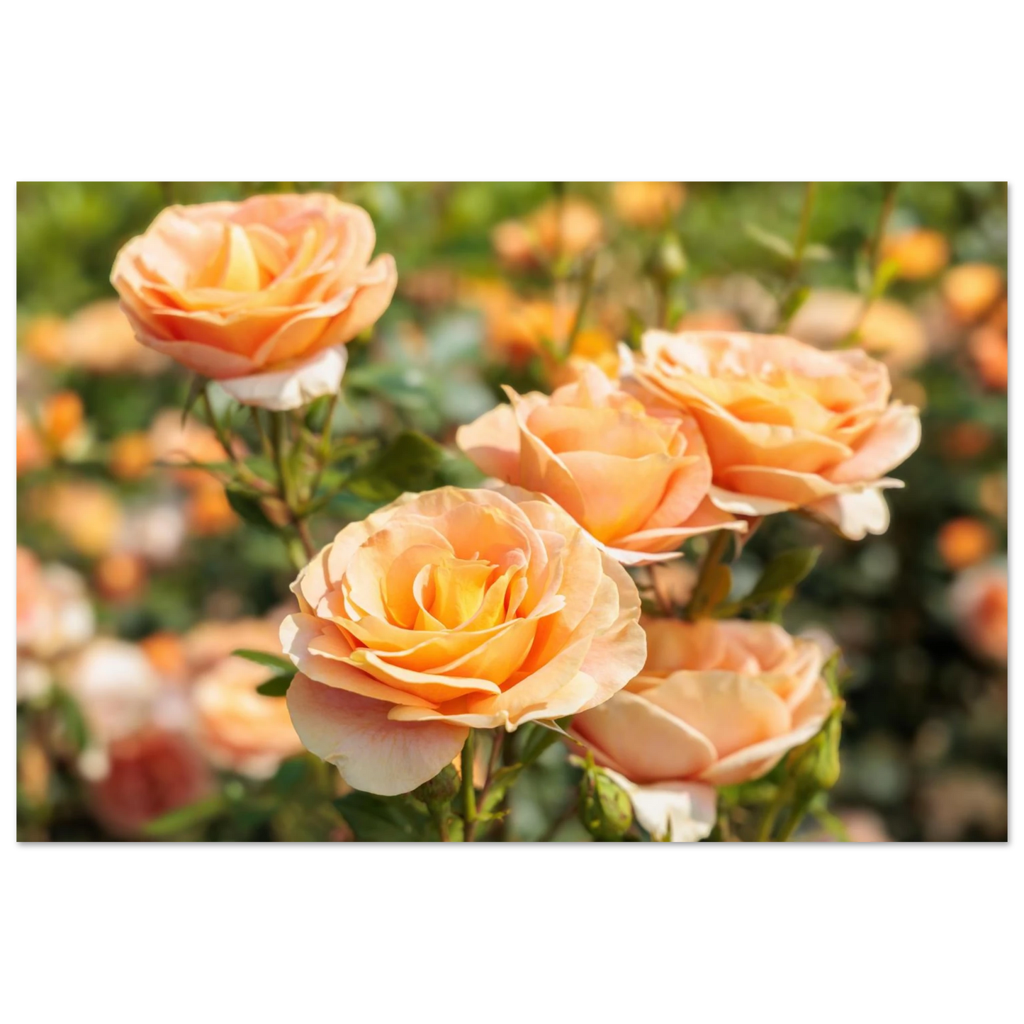 Wandbild romantische pfirsichrosen im sonnenschein botanische kunst fuer ihr zuhause in vielen groessen