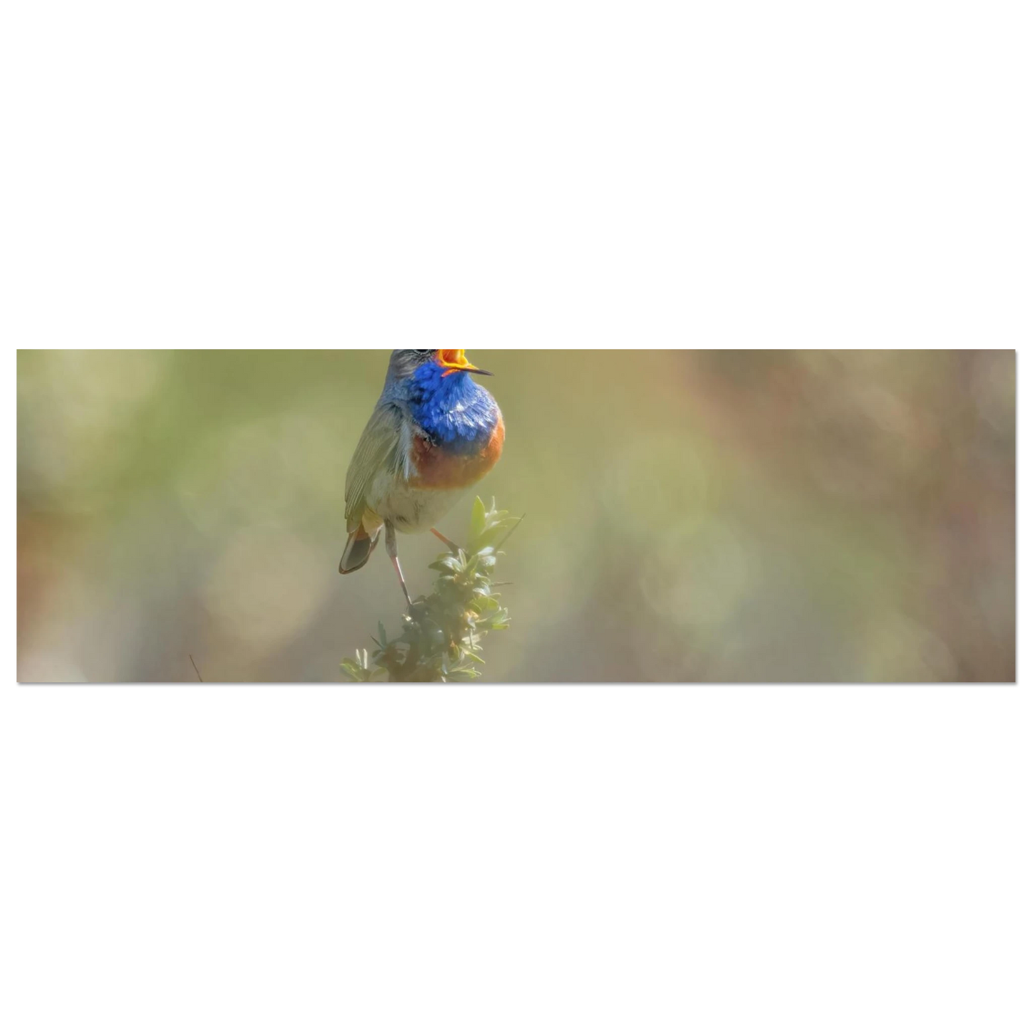 Wandbild singvogel in blautoenen lebendige vogelkunst fuer ihr zuhause in ihrer wunschgroesse