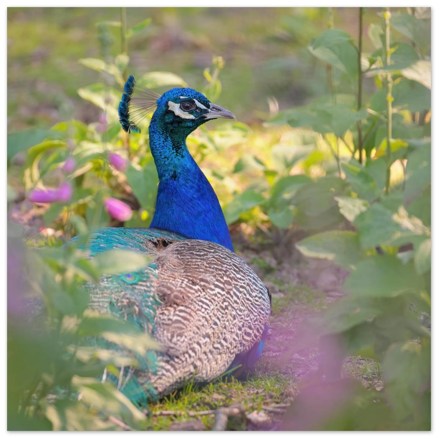 Wandbild majestaetischer pfau lebendige farbenpracht fuer ihre wand in vielen groessen erhaeltlich