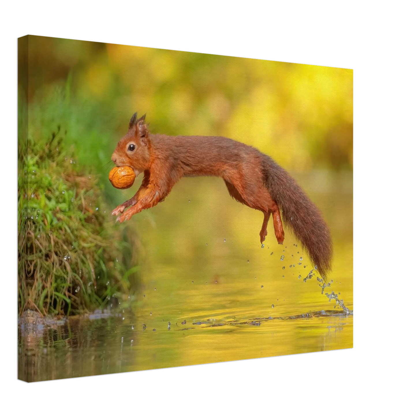 Wandbild eichhoernchen mit nuss dynamische tierkunst in leuchtenden herbstfarben