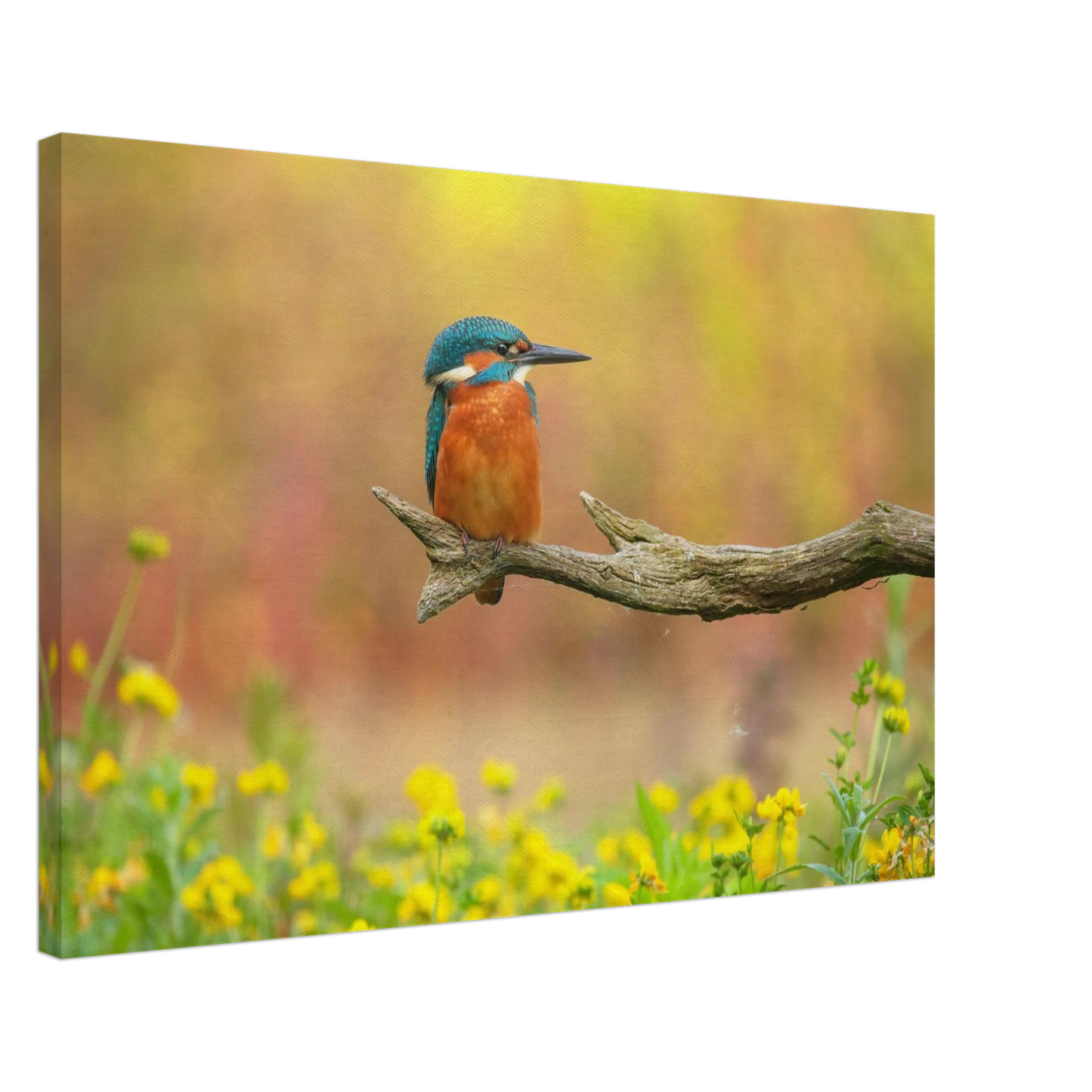 Wandbild eisvogel lebendige naturkunst fuer ihr zuhause in ihrer wunschgroesse