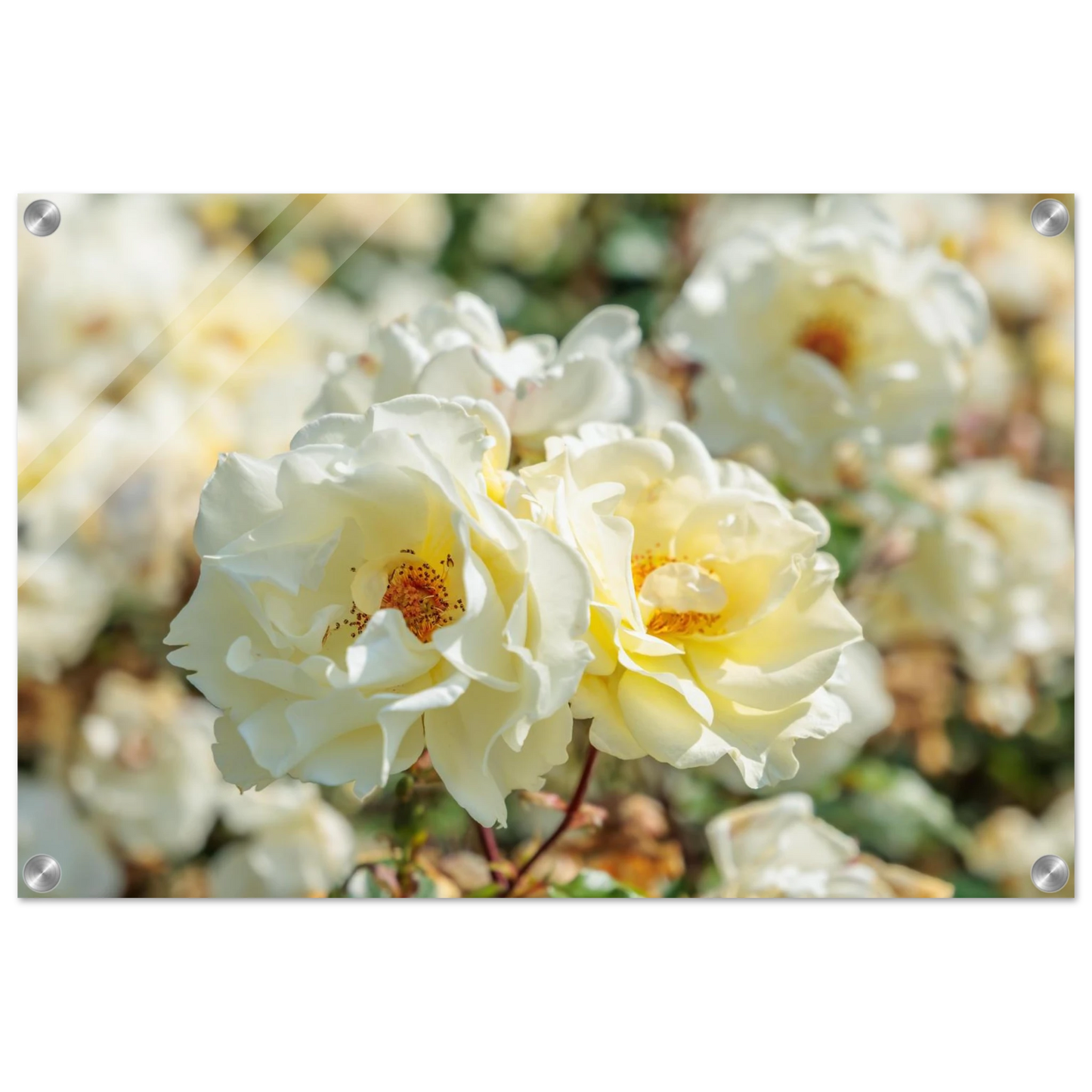 Wandbild creme weisse rosen zeitlose blumen eleganz fuer ihre wand in vielen groessen verfuegbar