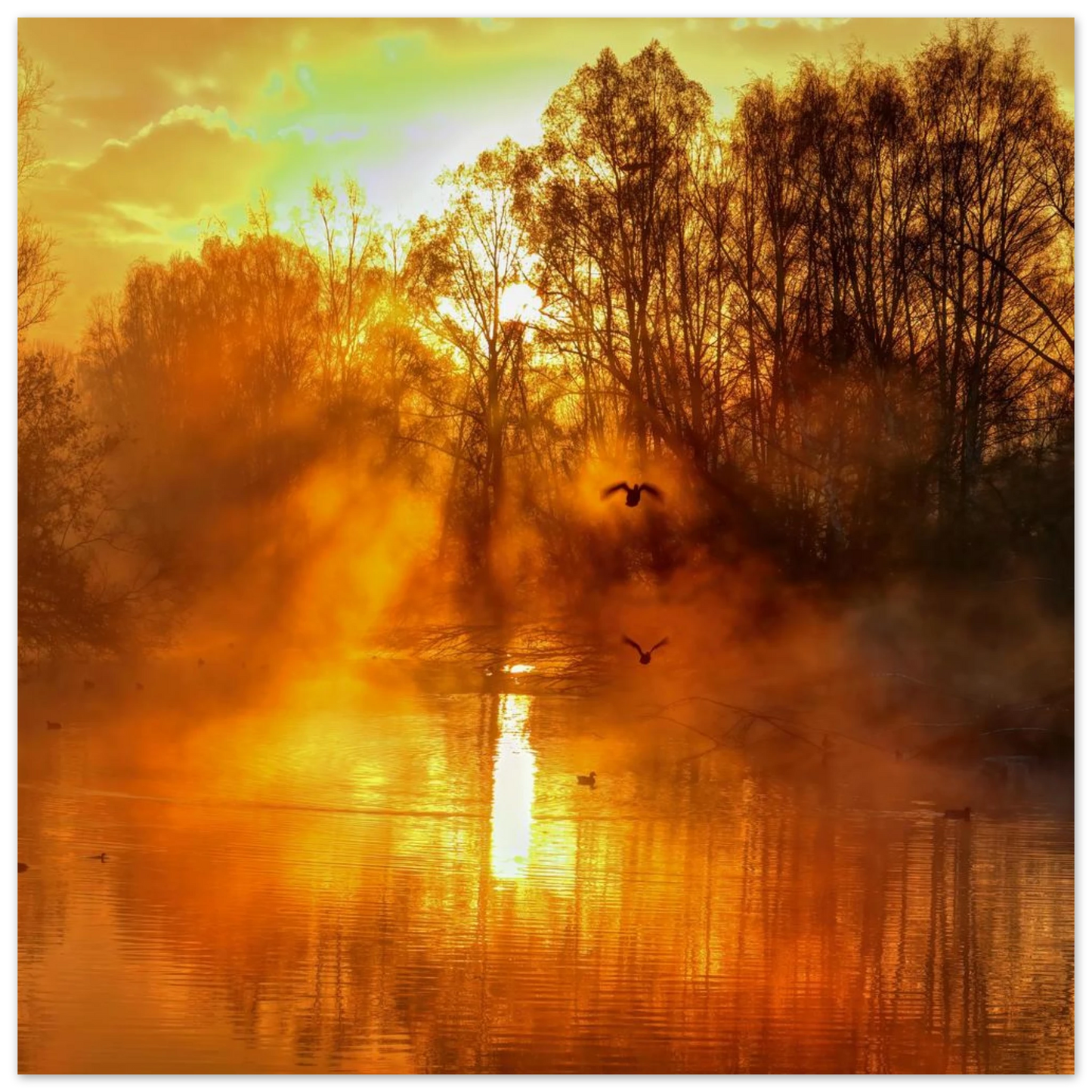 Wandbild Goldene morgenroete wandbild nebelwald poster in 25 groessenausfuehrungen