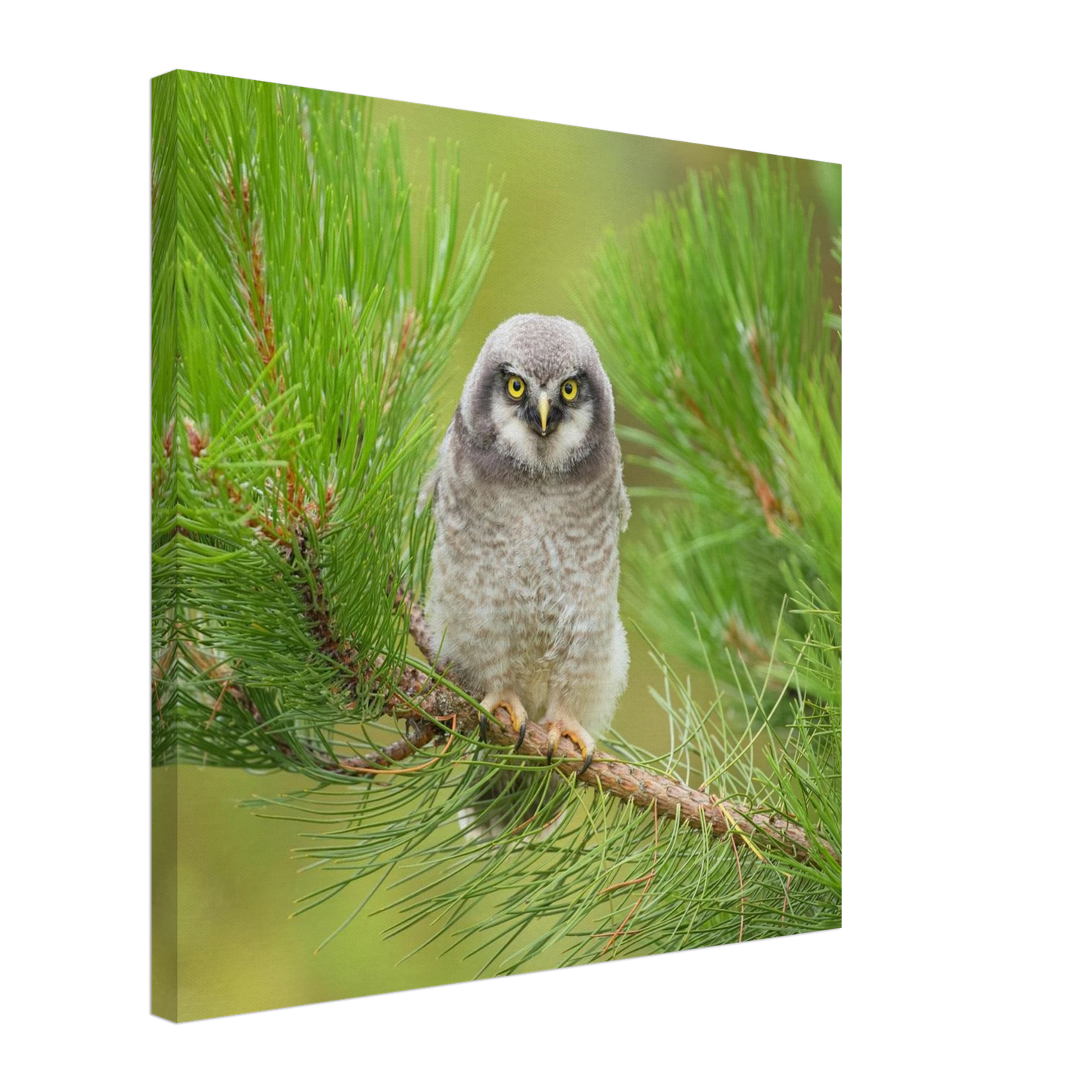 Wandbild bezaubernde eule auf kiefernzweig ruhiges naturmotiv fuer ihr zuhause