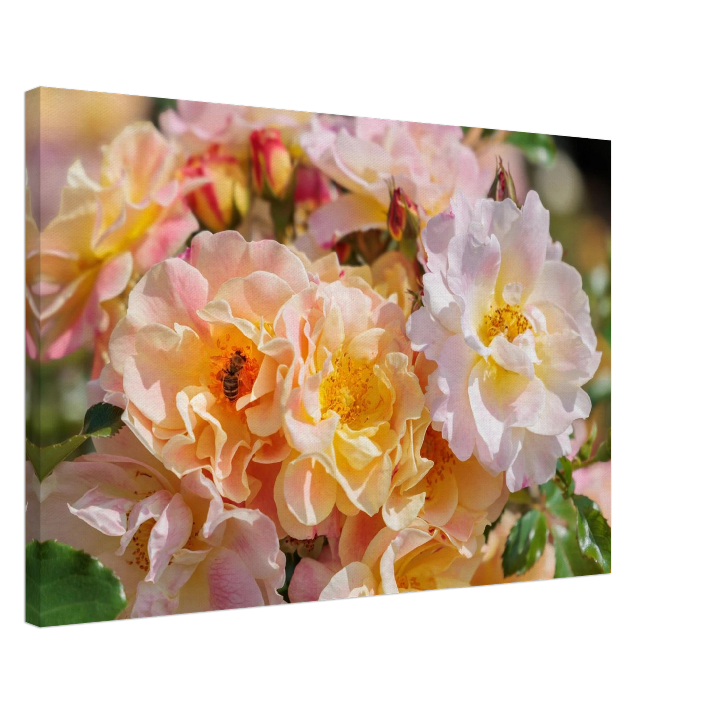 Wandbild bluehende gartenrosen eine honigbienen ode in pastell perfektion in vielen groessen verfuegbar