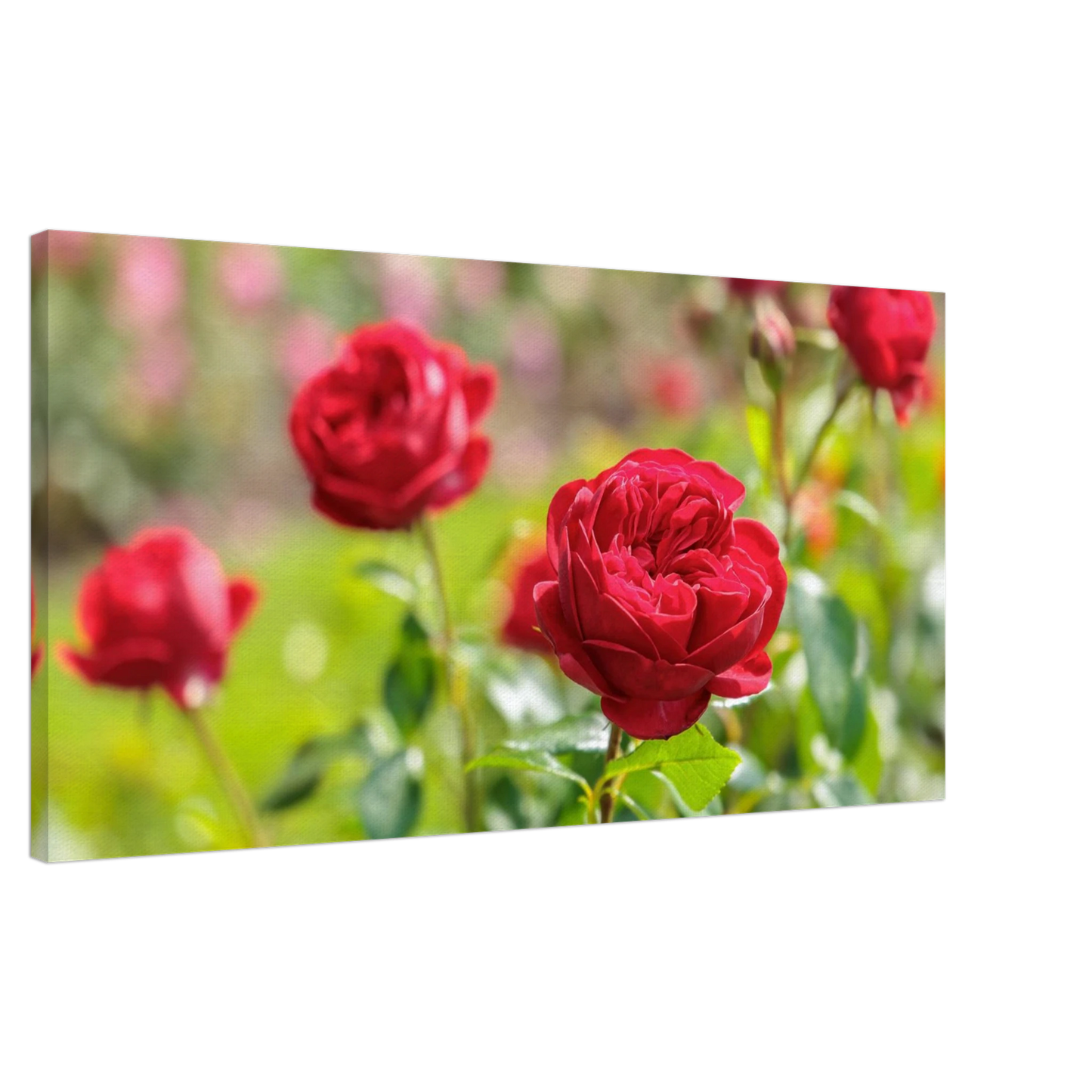 Wandbild rote rosen lebendige bluetenpracht fuer ihr zuhause in ihrer wunschgroesse
