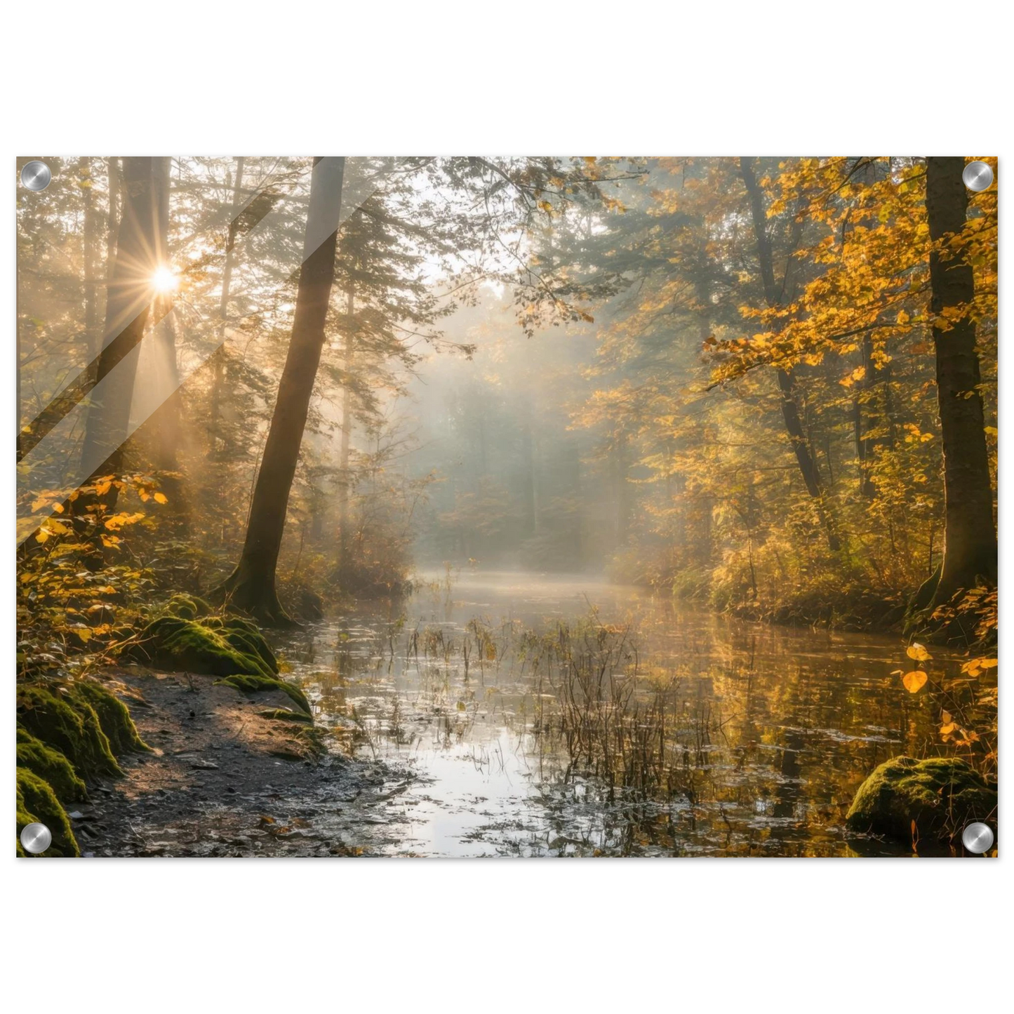 Wandbild Herbstwald morgenlicht wandbild goldenes ambiente in deiner wunschgroesse