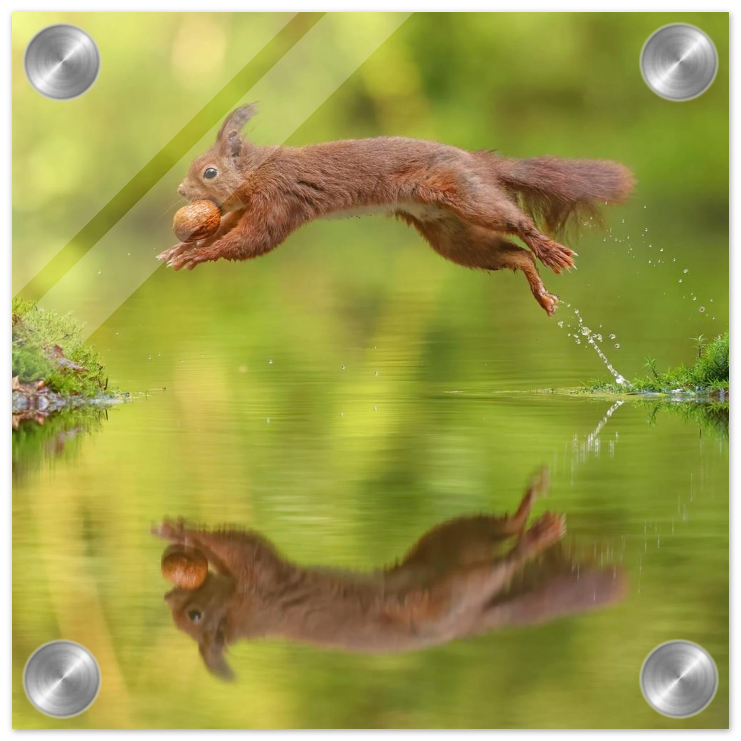 Wandbild eichhoernchen dynamisches wildtier poster mit lebendigen gruentoenen erhaeltlich in verschiedenen groessen