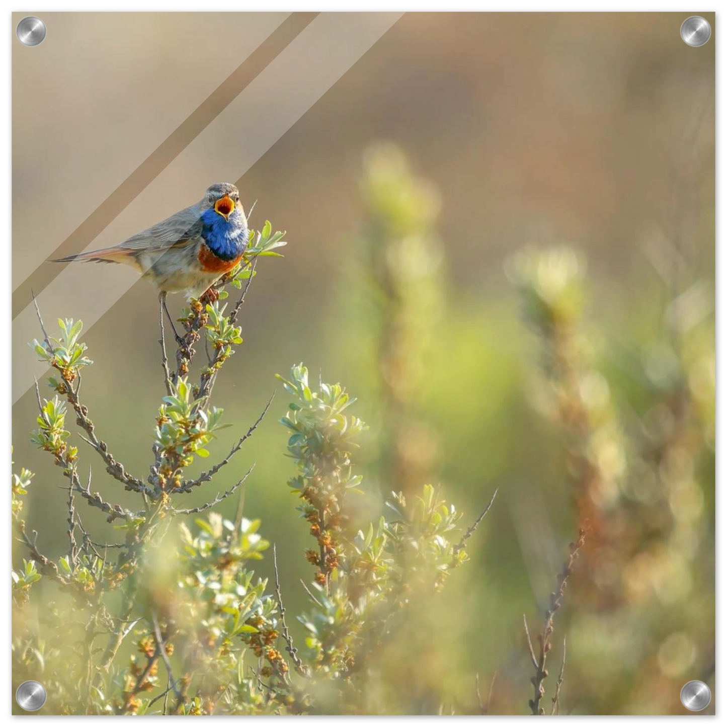 Wandbild blaukehlchen ein meisterwerk der natur auf leinwand in verschiedenen groessen erhaeltlich