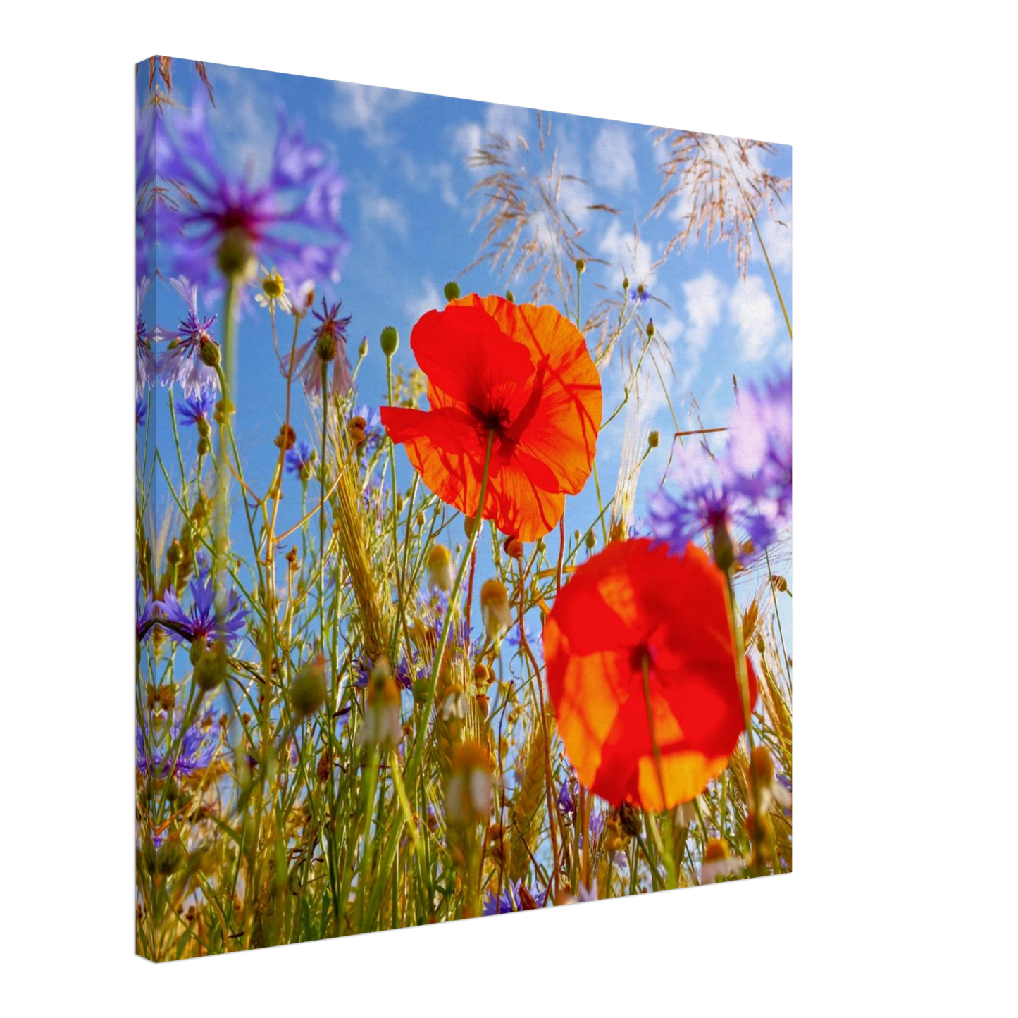 Wandbild lebendige wildblumenwiese mohnblumen kornblumen unter blauem himmel