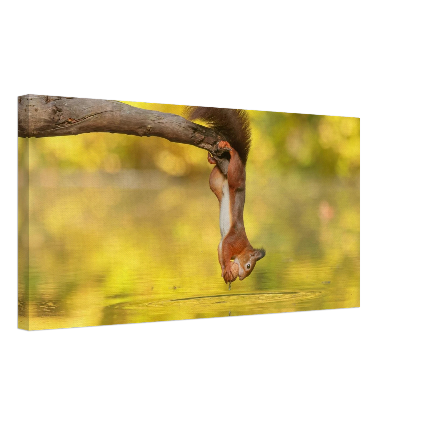 Wandbild akrobatik eichhoernchen lebendiges wildtier kunstwerk fuer ihr zuhause