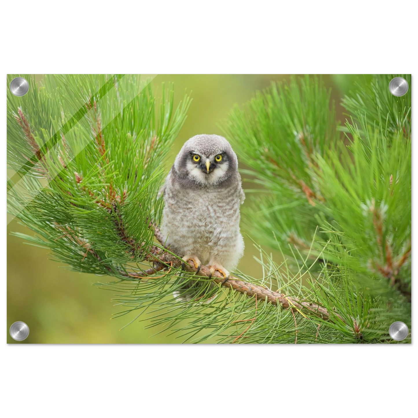 Wandbild bezaubernde eule auf kiefernzweig ruhiges naturmotiv fuer ihr zuhause