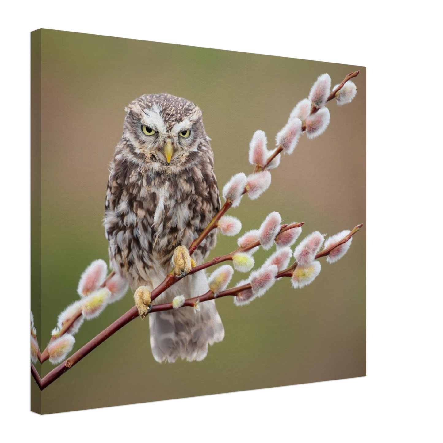 Wandbild der weise waechter ein kaeuzchen auf weidenkaetzchen im fruehlingslicht