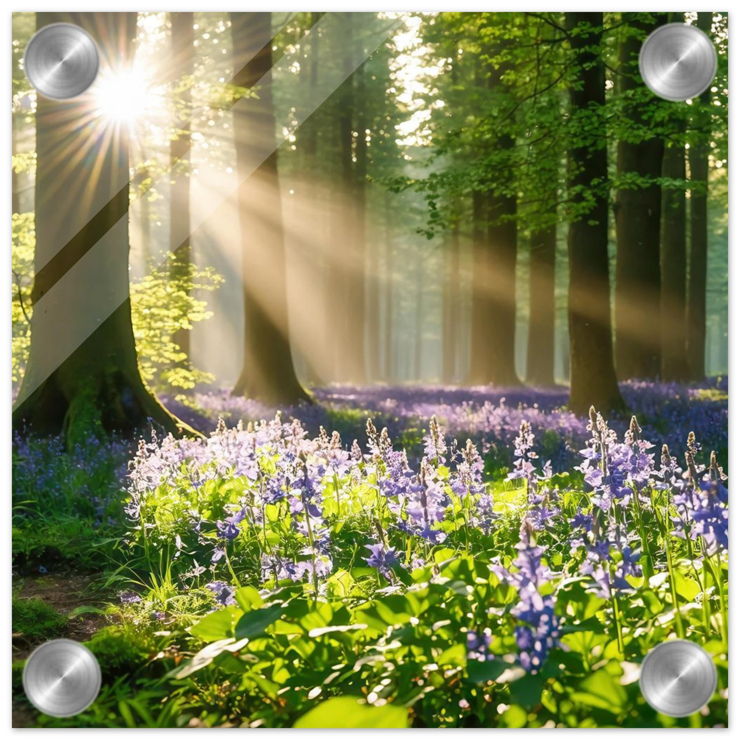 Wandbild mystischer morgenwald mit sonnenstrahlen und lila blueten in vielen groessen