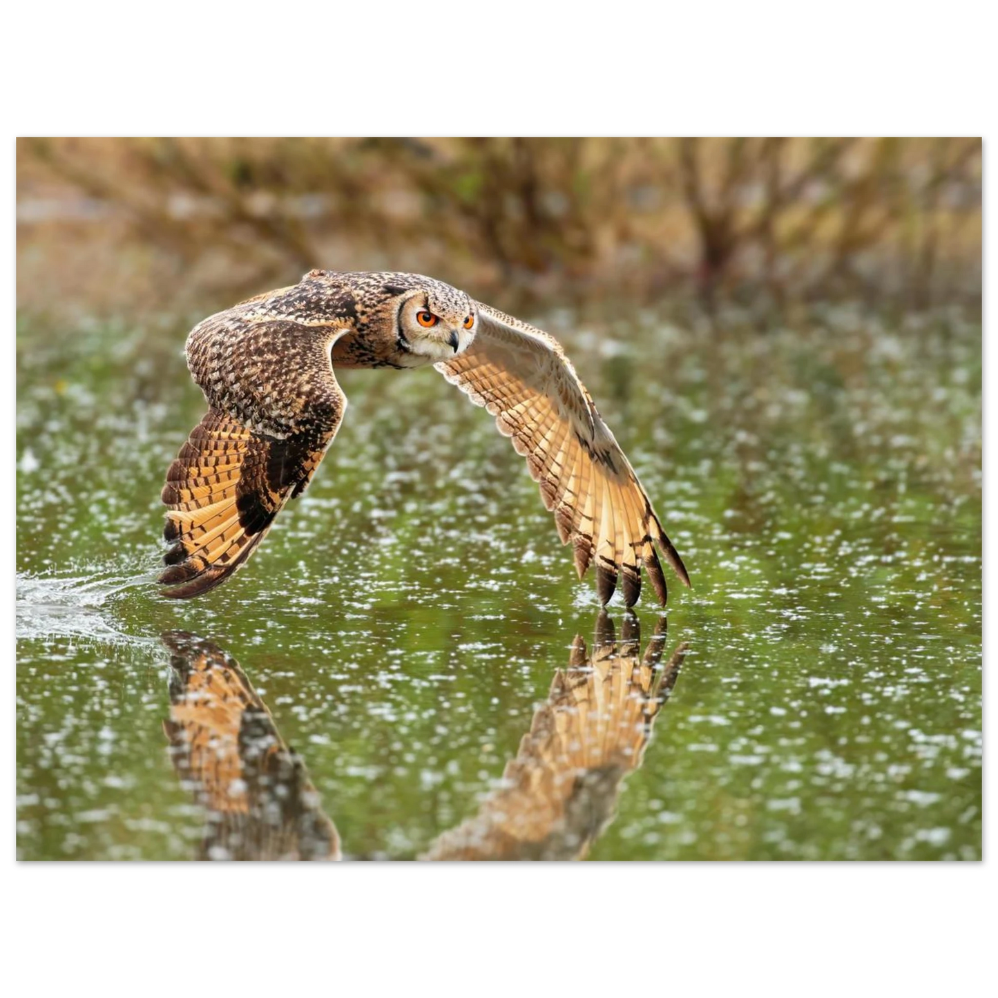 Wandbild majestaetische eule im flug naturfotografie mit lebendigen orangetoenen in ihrer wunschgroesse