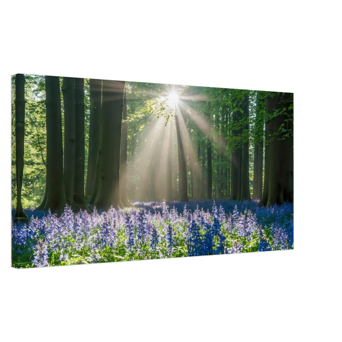Wandbild bezaubernder wald mit sonnenstrahlen und lila bluetenmeer dein stueck natur