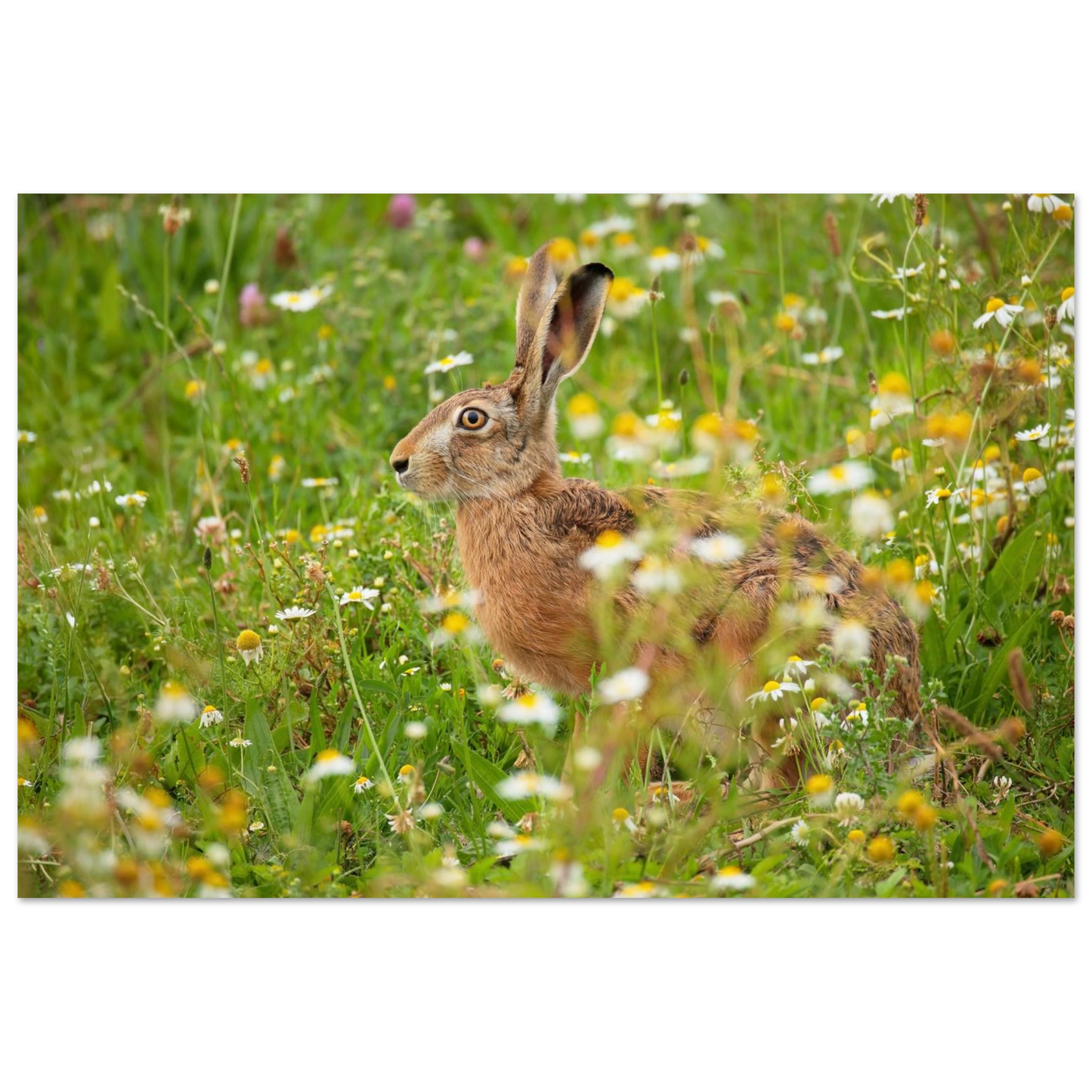 Wandbild Idyllische hasenwiese wandbild waehle dein wunschformat
