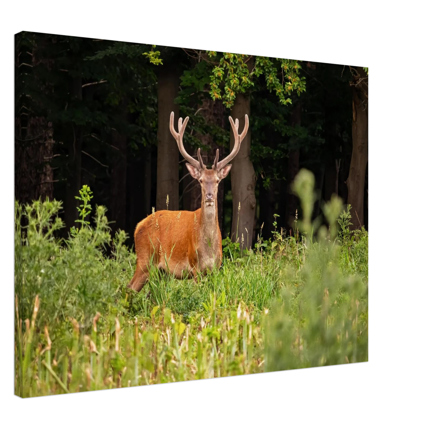 Wandbild majestaetischer hirsch im wald ein wildnis statement fuer ihr zuhause in verschiedenen groessen