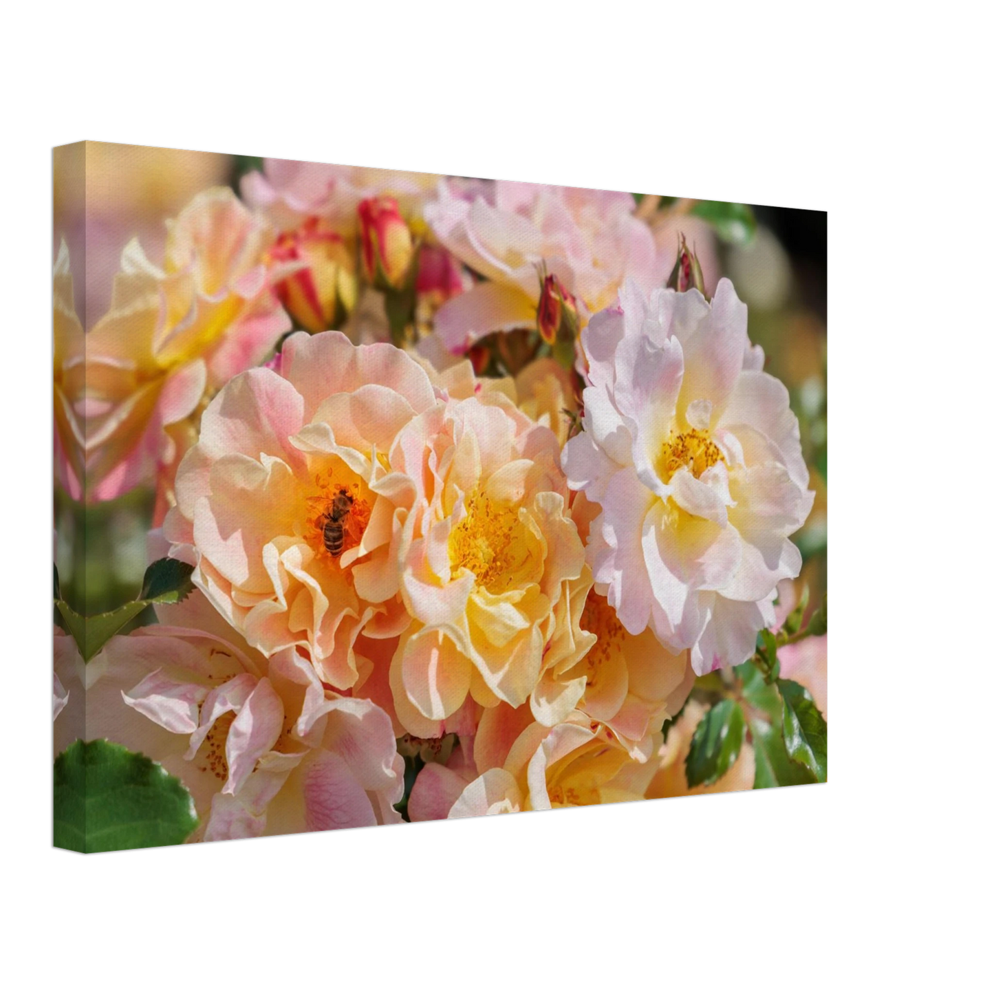 Wandbild bluehende gartenrosen eine honigbienen ode in pastell perfektion in vielen groessen verfuegbar