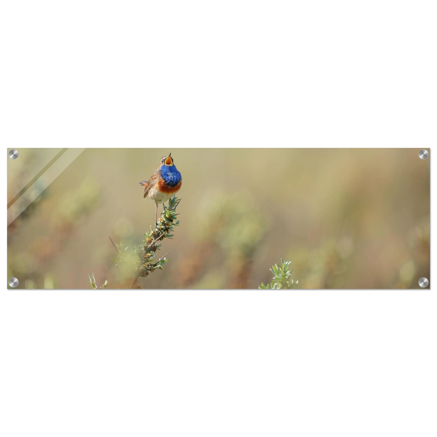 Wandbild lebendige nachtigall ein meisterwerk der naturfotografie fuer ihr zuhause