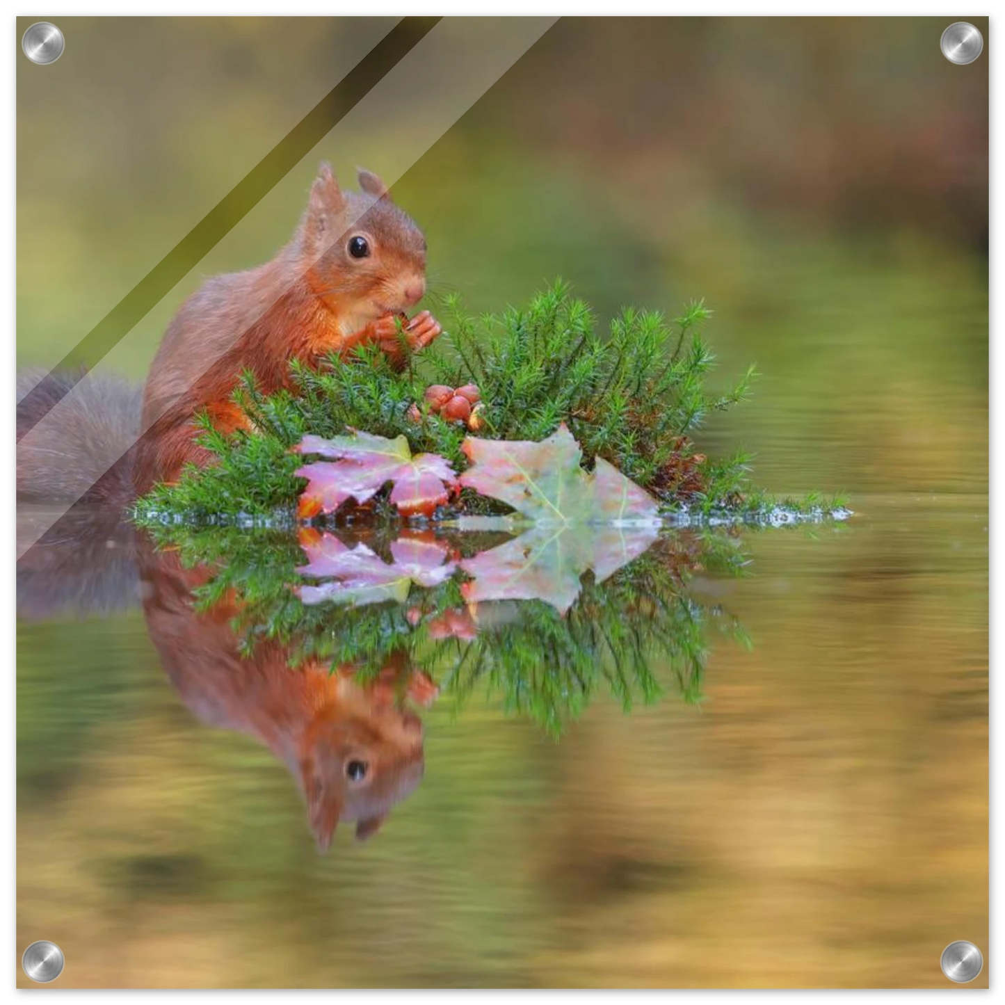 Wandbild bezauberndes eichhoernchen im herbstwald lebendige wildtierkunst fuer ihr zuhause in vielen groessen