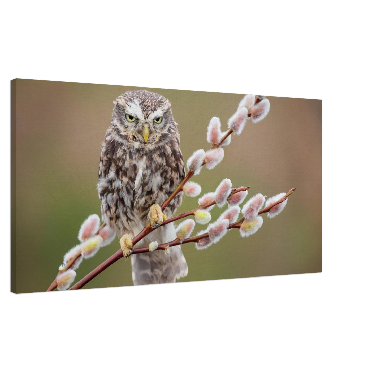 Wandbild der weise waechter ein kaeuzchen auf weidenkaetzchen im fruehlingslicht