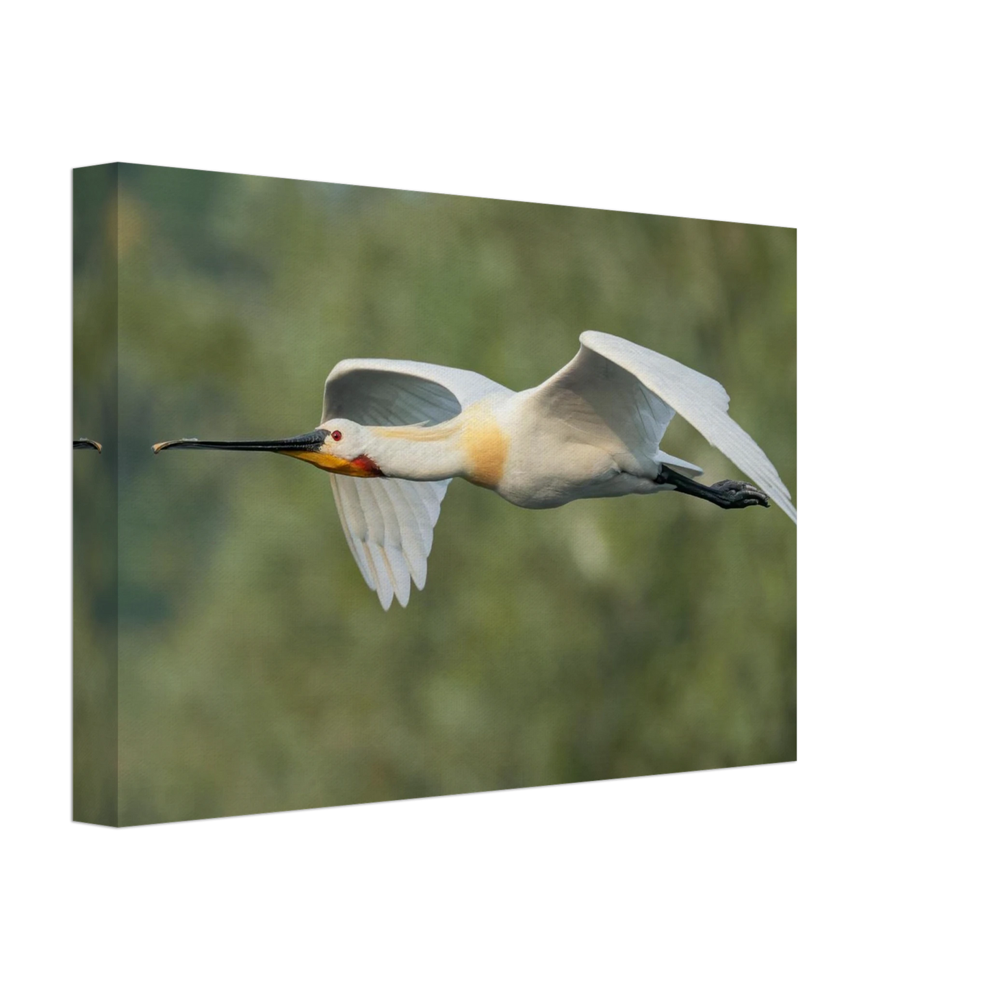 Wandbild eleganter loeffler im flug naturfotografie fuer ihr zuhause in vielen groessen